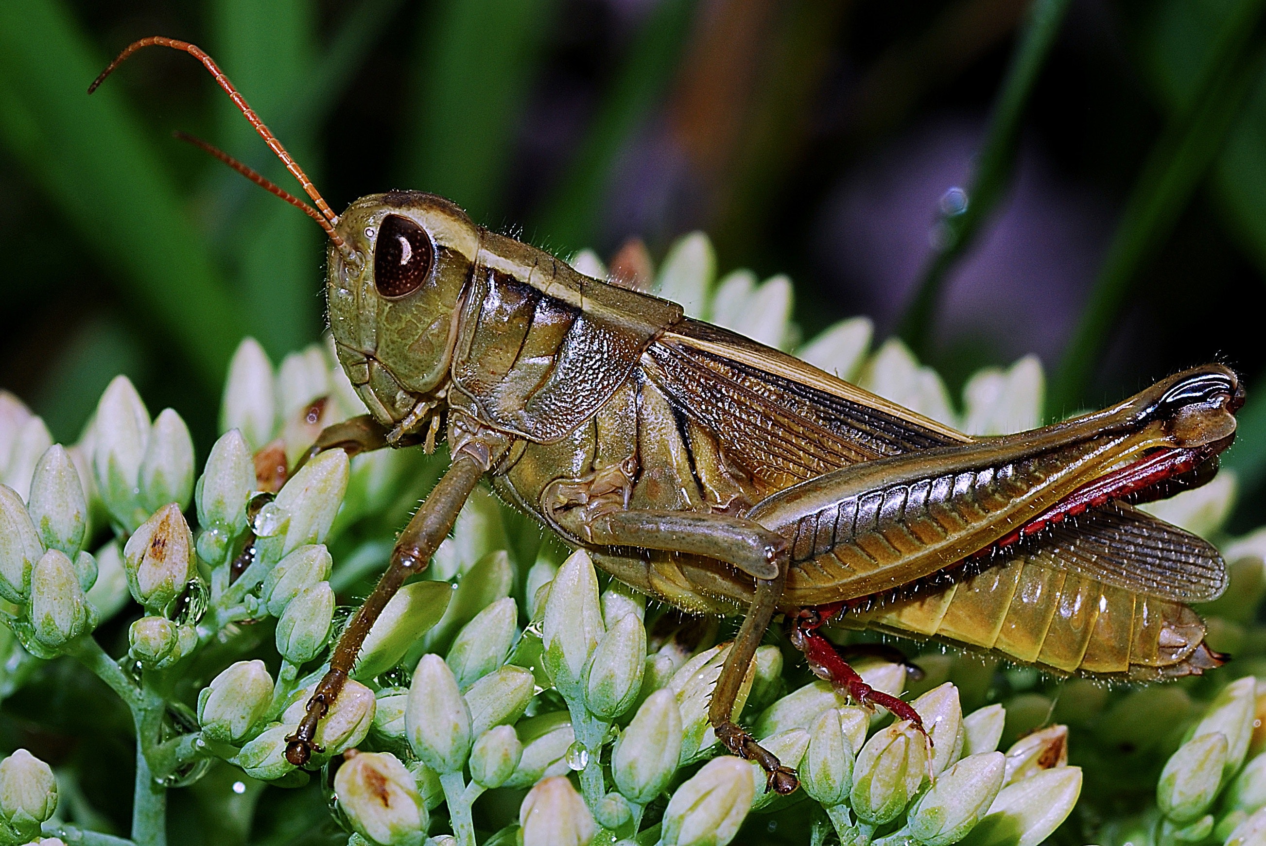Green grasshopper photo
