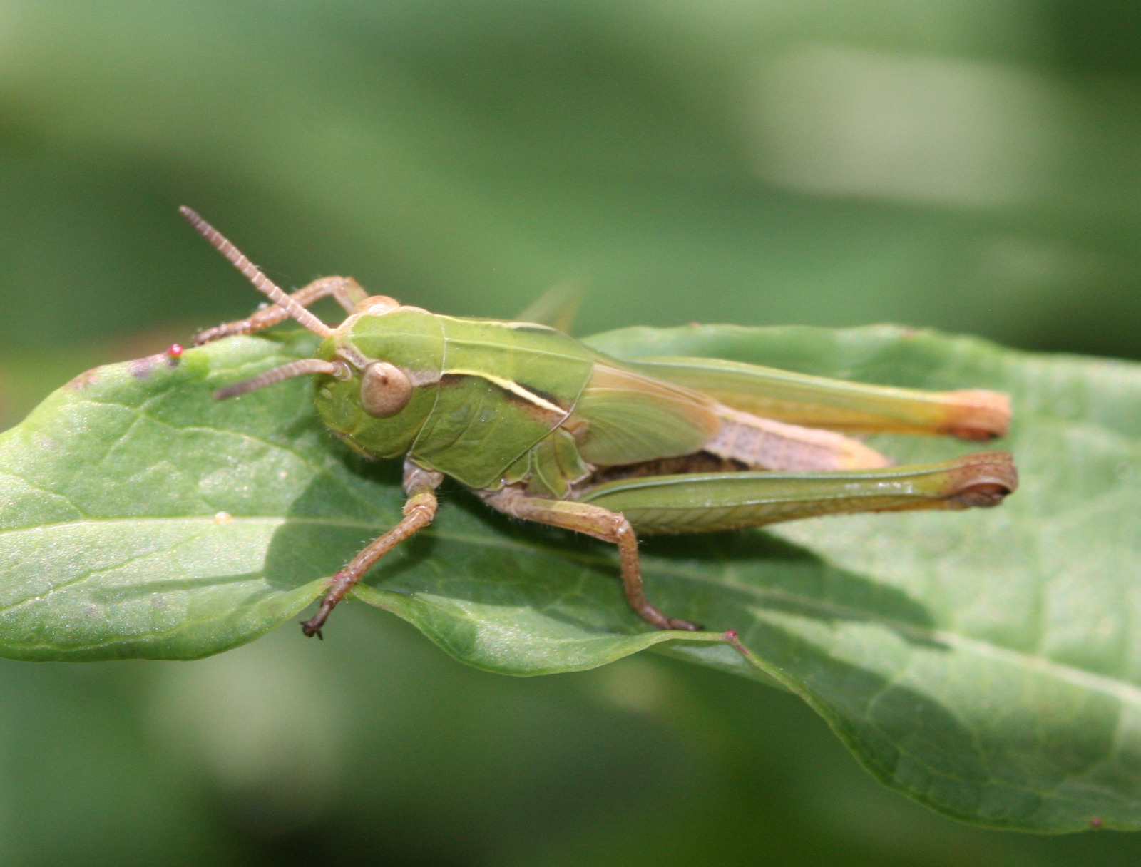 Common Green Grasshopper | NatureSpot