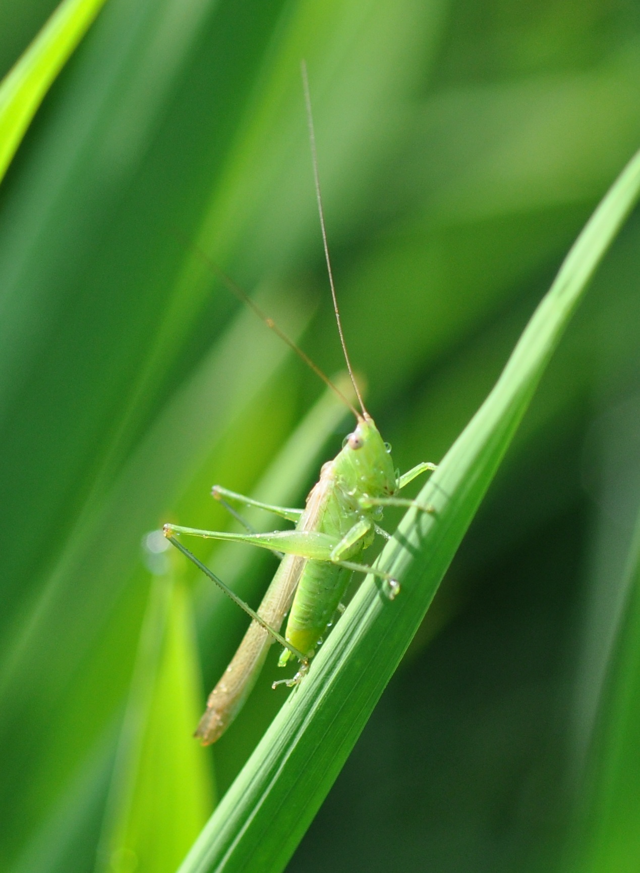 When to treat for grasshoppers in rice? | Louisiana rice insects