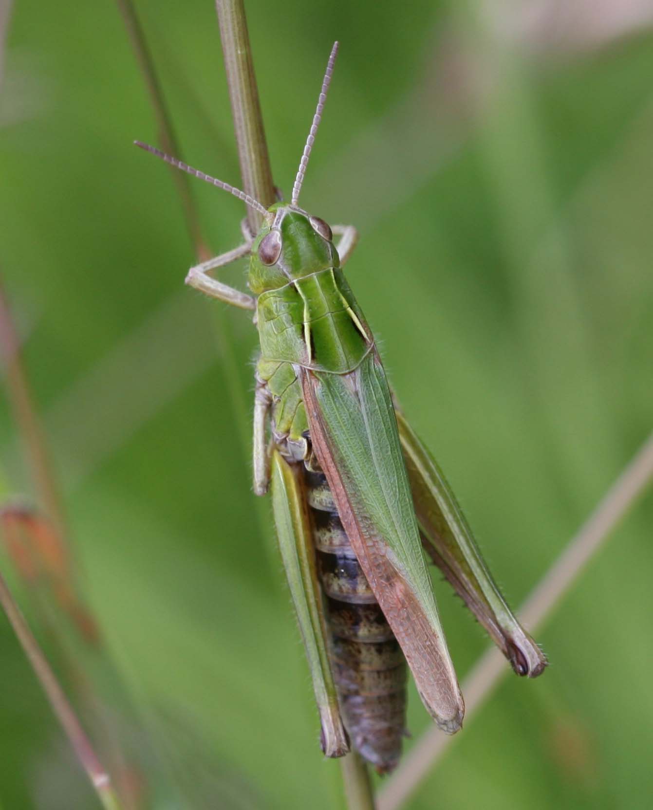 Common Green Grasshopper | NatureSpot