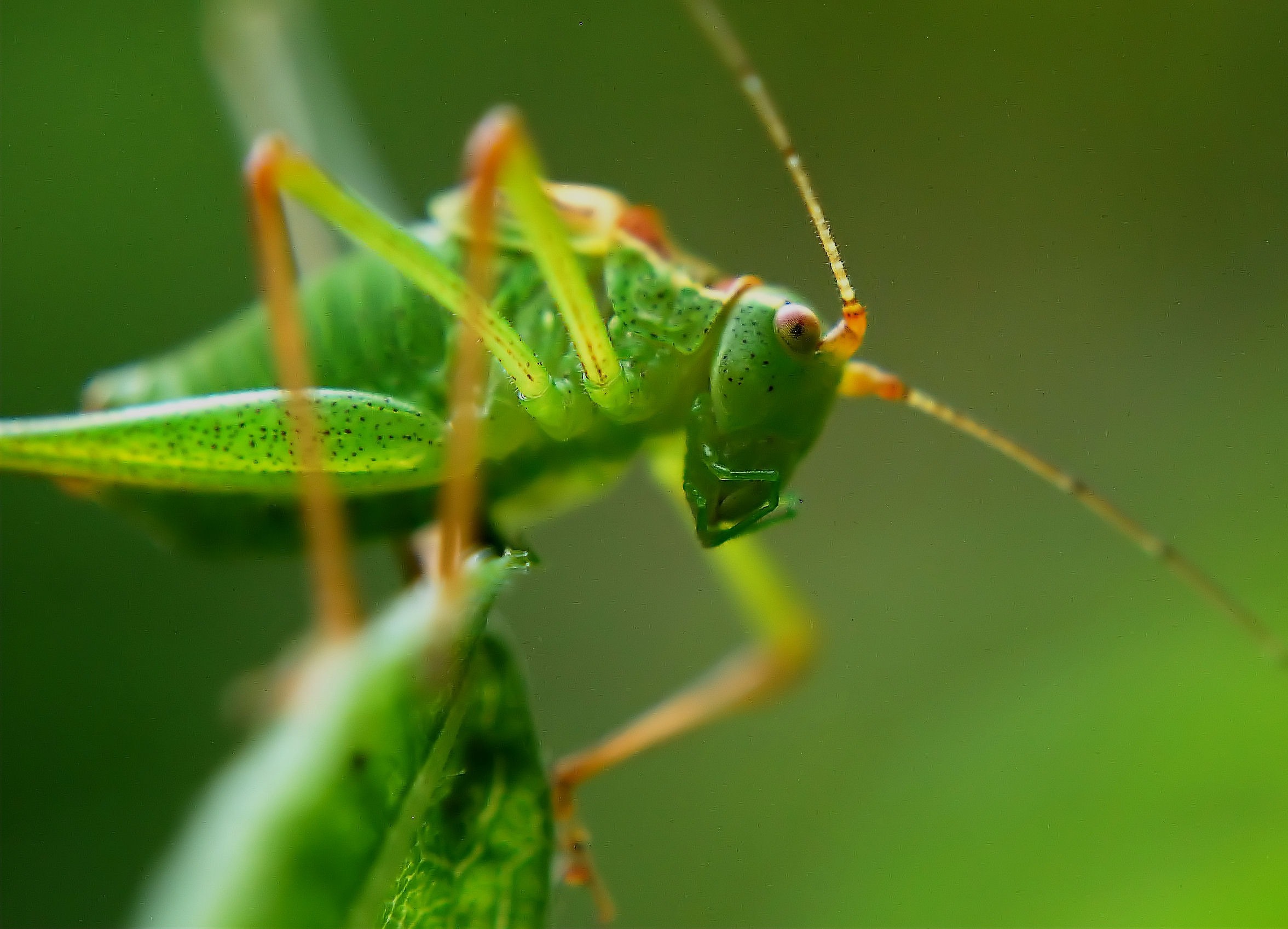 Green grasshopper close up photo