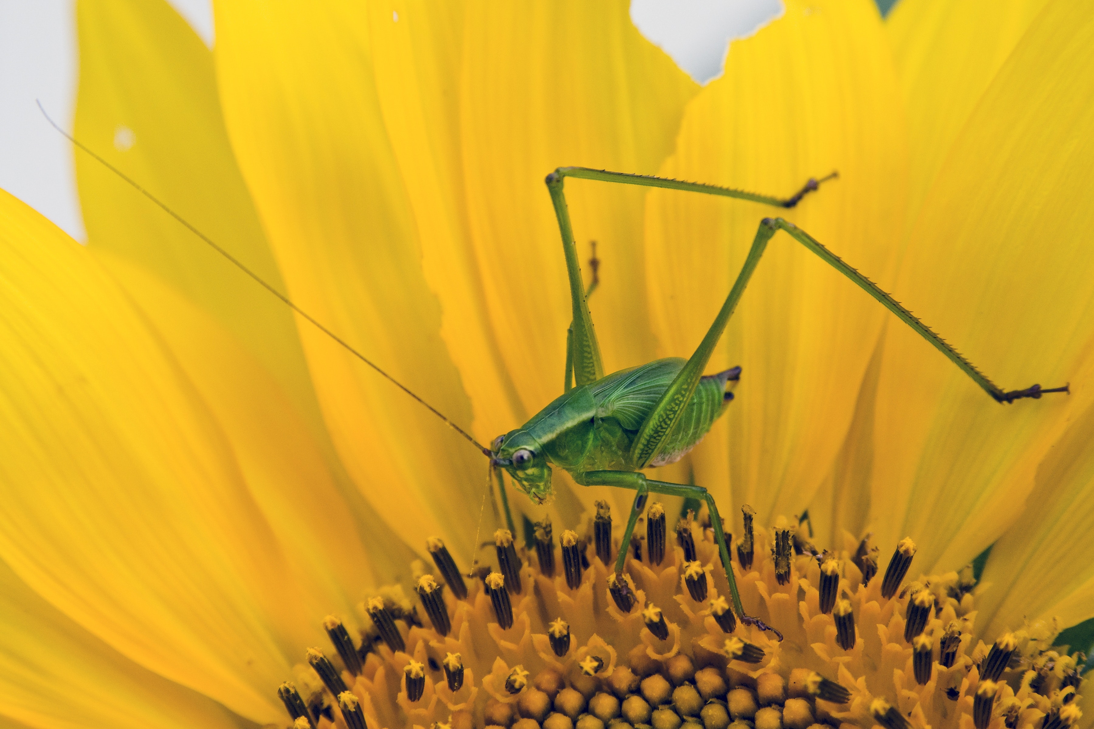Green Grasshopper on Yellow and Black Flower, Bloom, Blossom, Close-up, Flora, HQ Photo