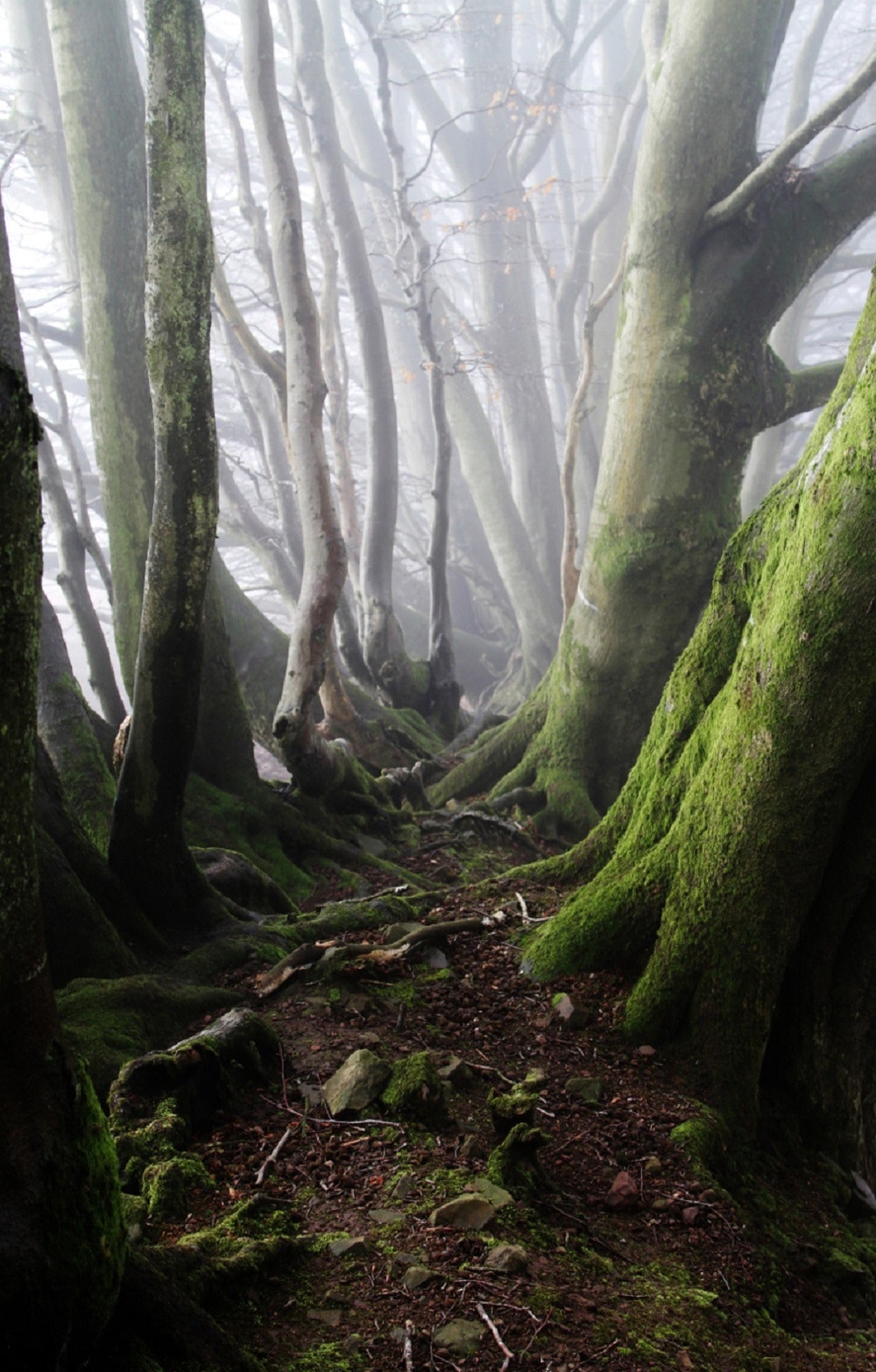 Free photo: Green Gray Tall Trees - Foggy, Forest, Moss - Free Download ...