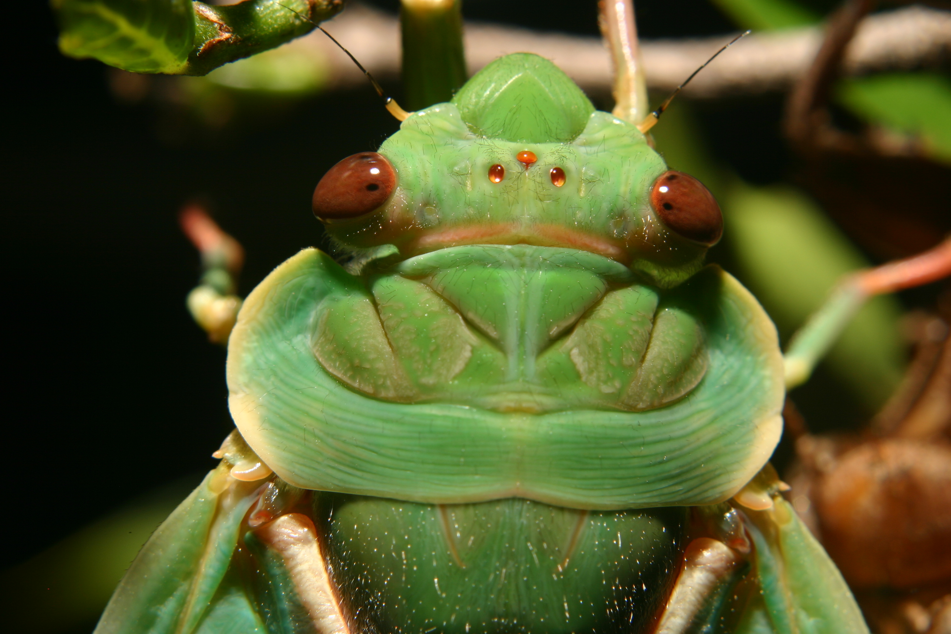 Green grocer cicada photo