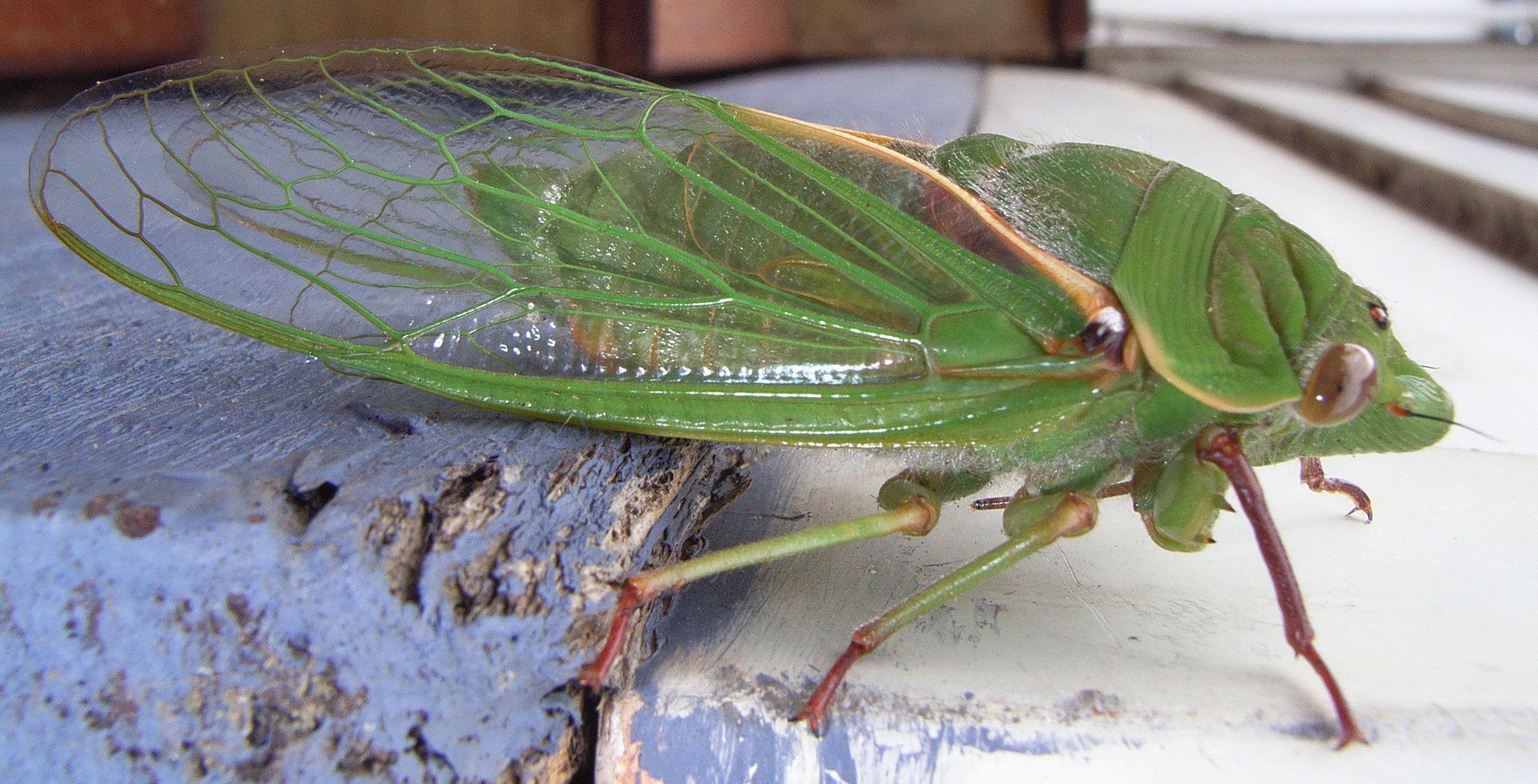 File:Australian Green Grocer cicada (Cyclochila australasiae).jpg ...