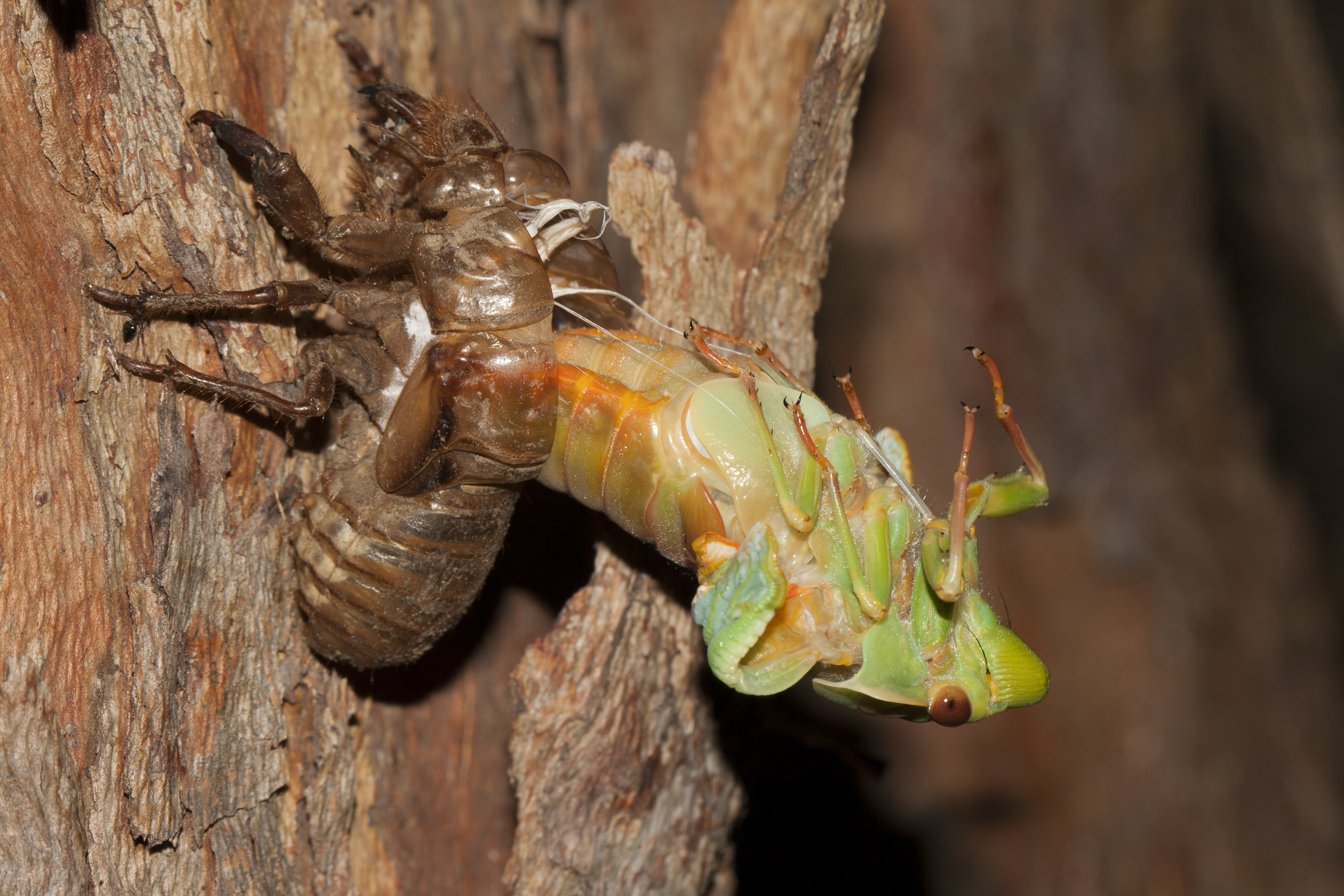 File:Green grocer cicada molting.jpg - Wikimedia Commons