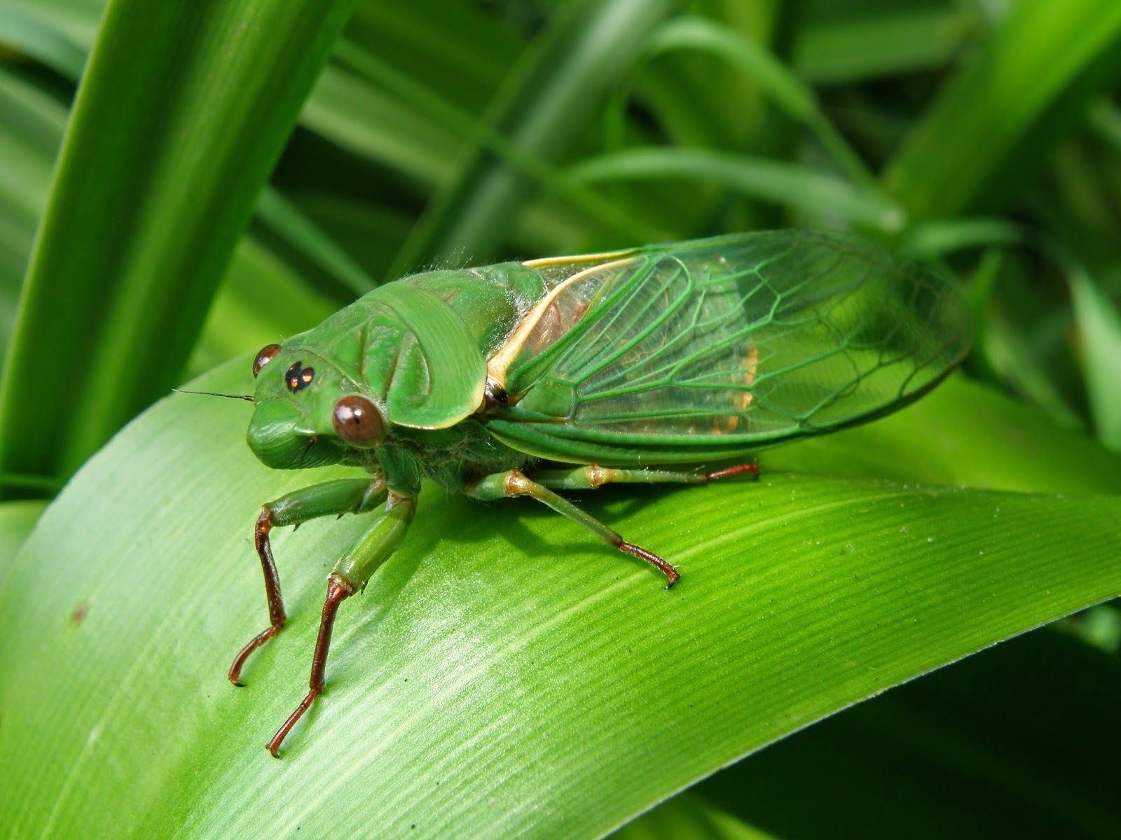 Green Grocer Cicada | Interesting Insects and spiders! | Pinterest ...