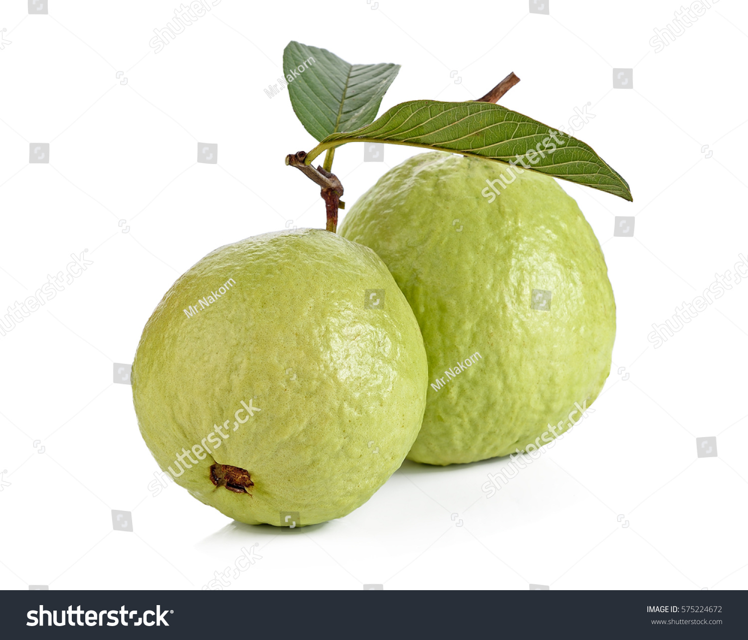 Fresh Green Guava Fruit On White Stock Photo 575224672 - Shutterstock