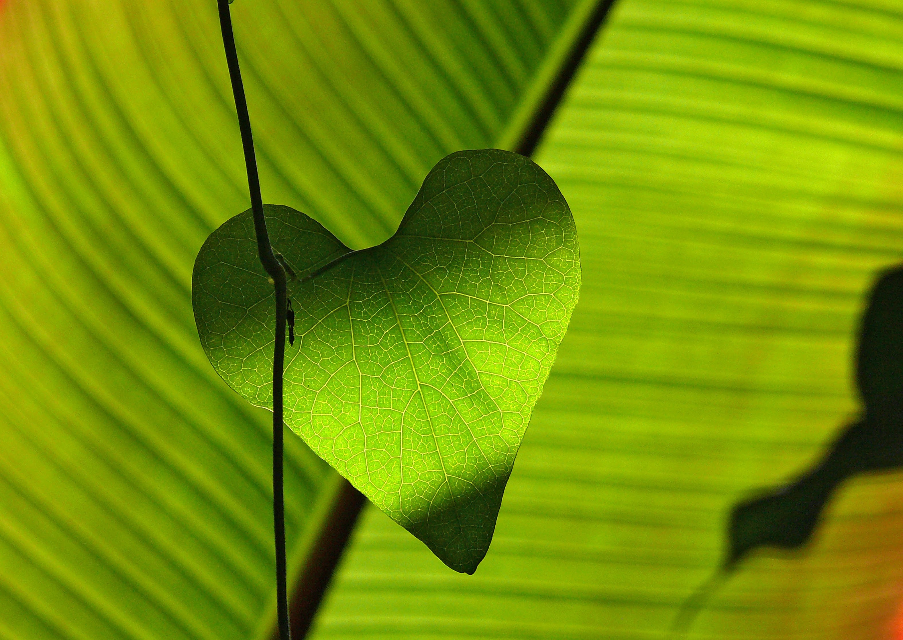 Green Heart Shape Leaf, Backlight, Green, Heart, Leaf, HQ Photo