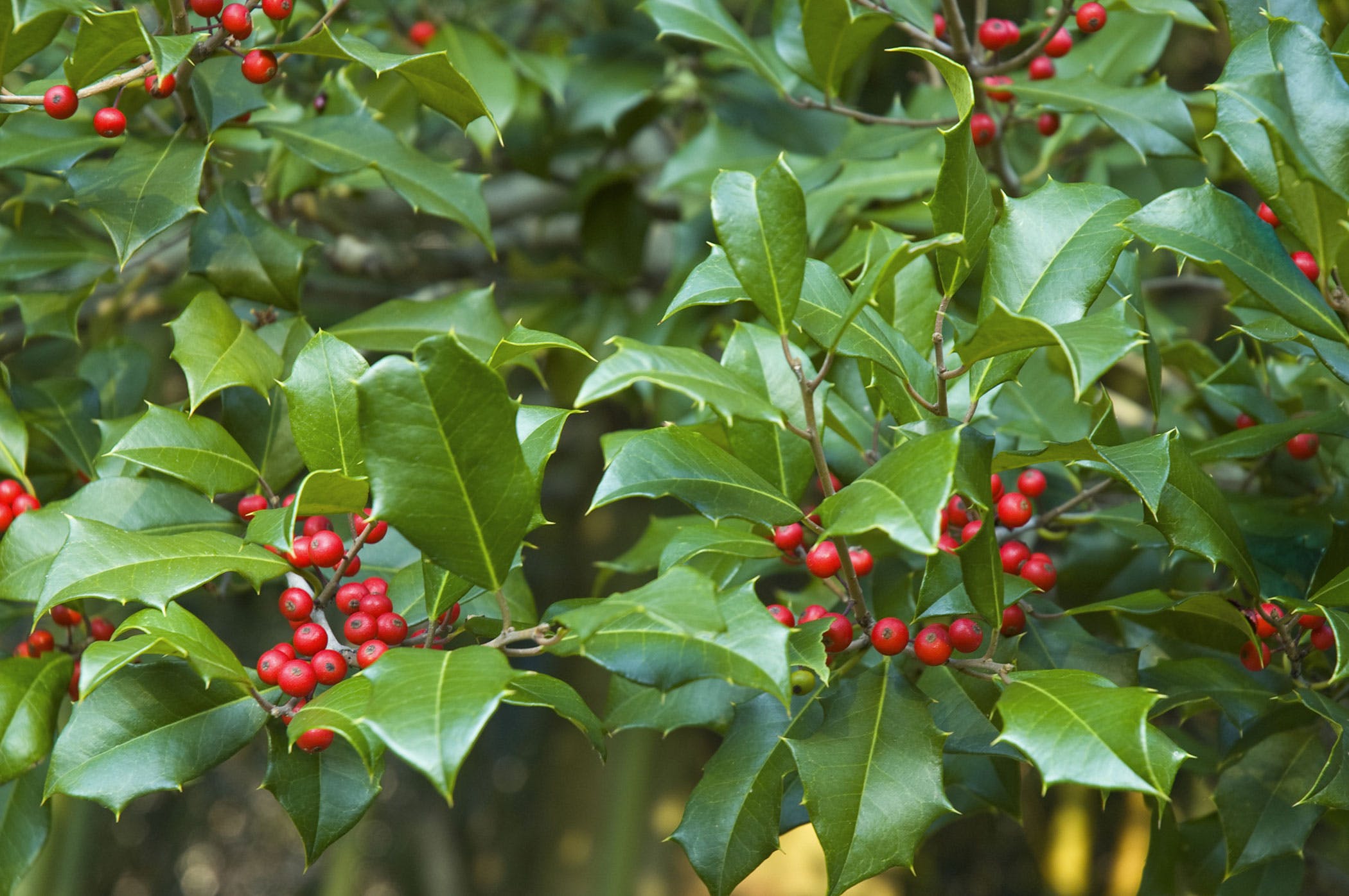 Holly Poisoning in Dogs - Symptoms, Causes, Diagnosis, Treatment ...