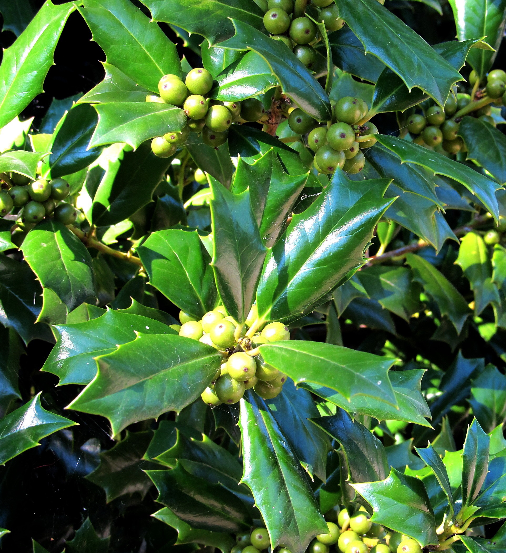 Green Holly, Berries, Fresh, Green, Holly, HQ Photo