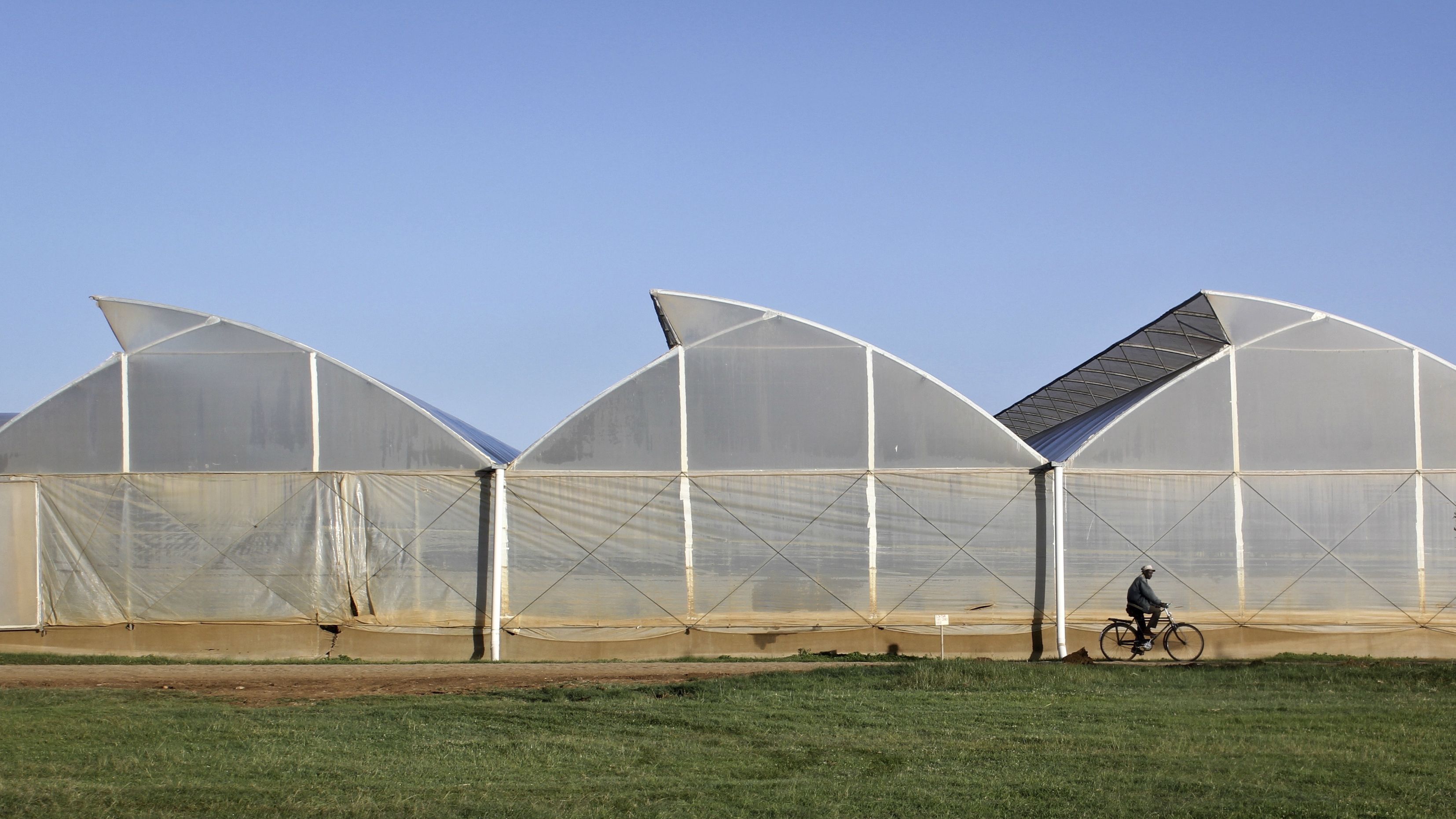 New greenhouse technology can grow food and generate electricity ...