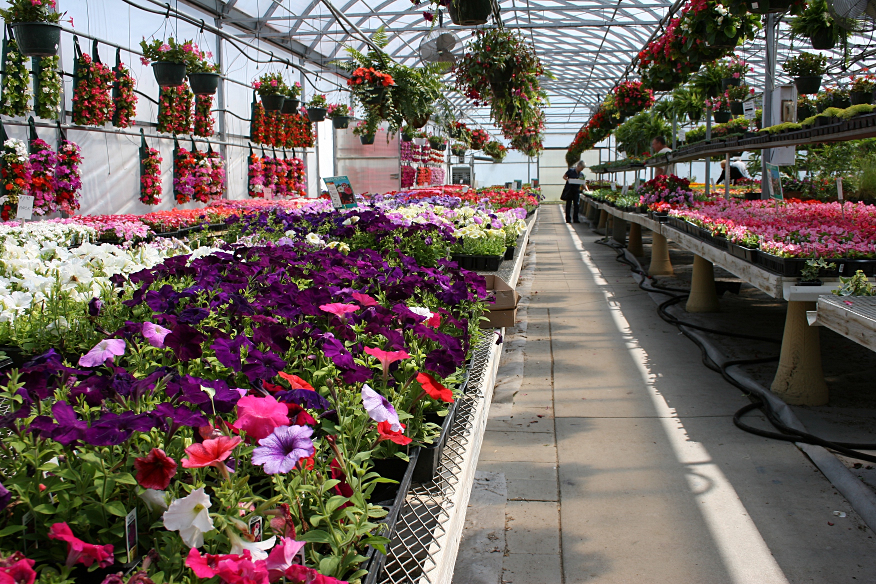 Flowers, inside greenhouse – Copy | Minnesota Prairie Roots