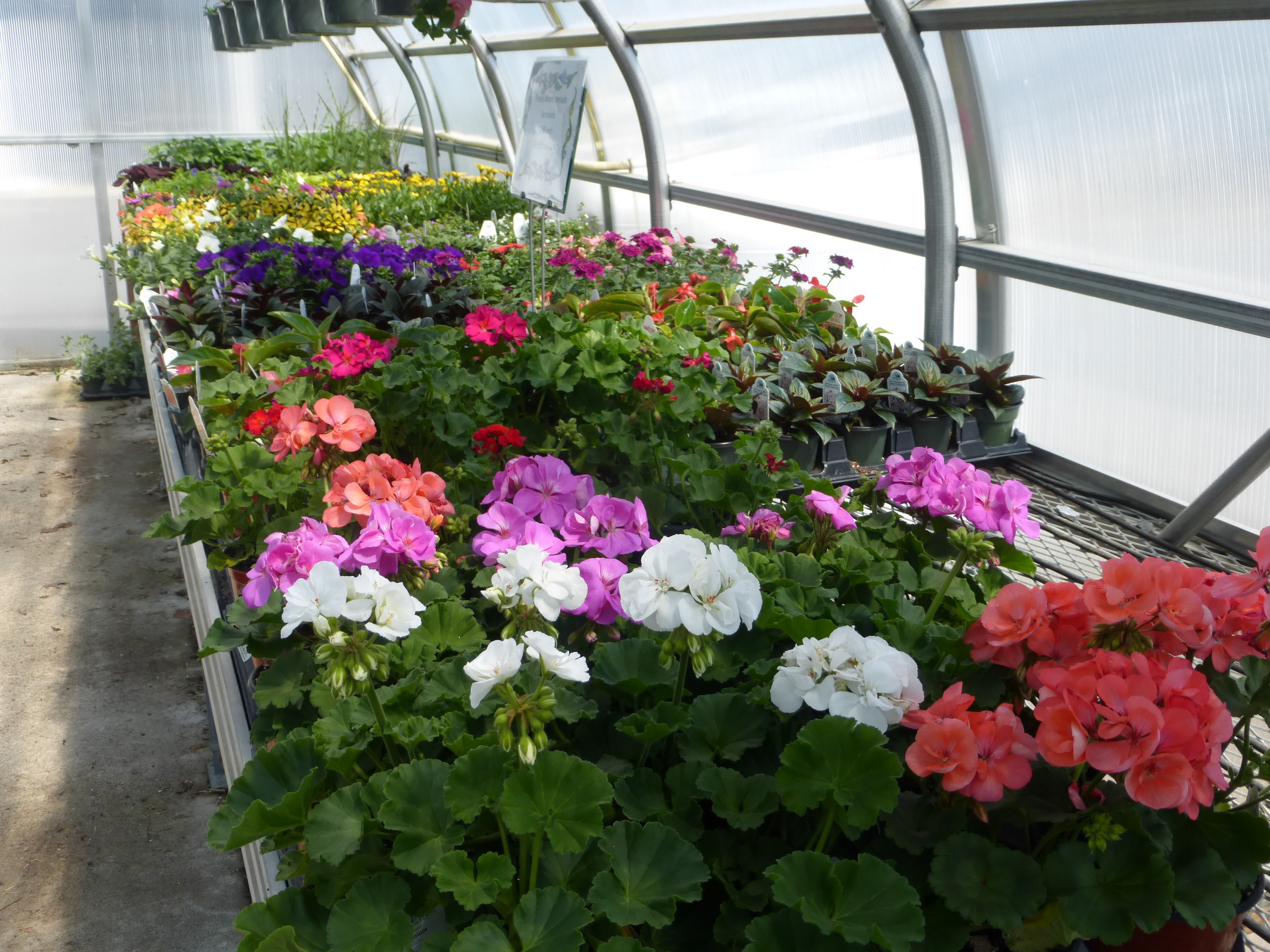 Greenhouse Flowers – Mike Fink's Produce