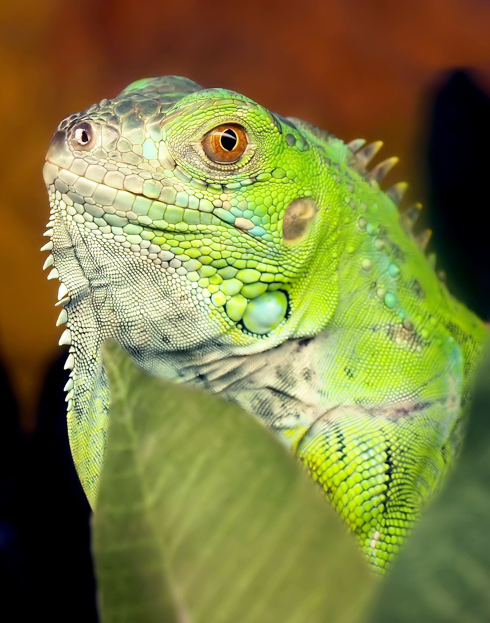 Green Iguana | Reptipedia | FANDOM powered by Wikia
