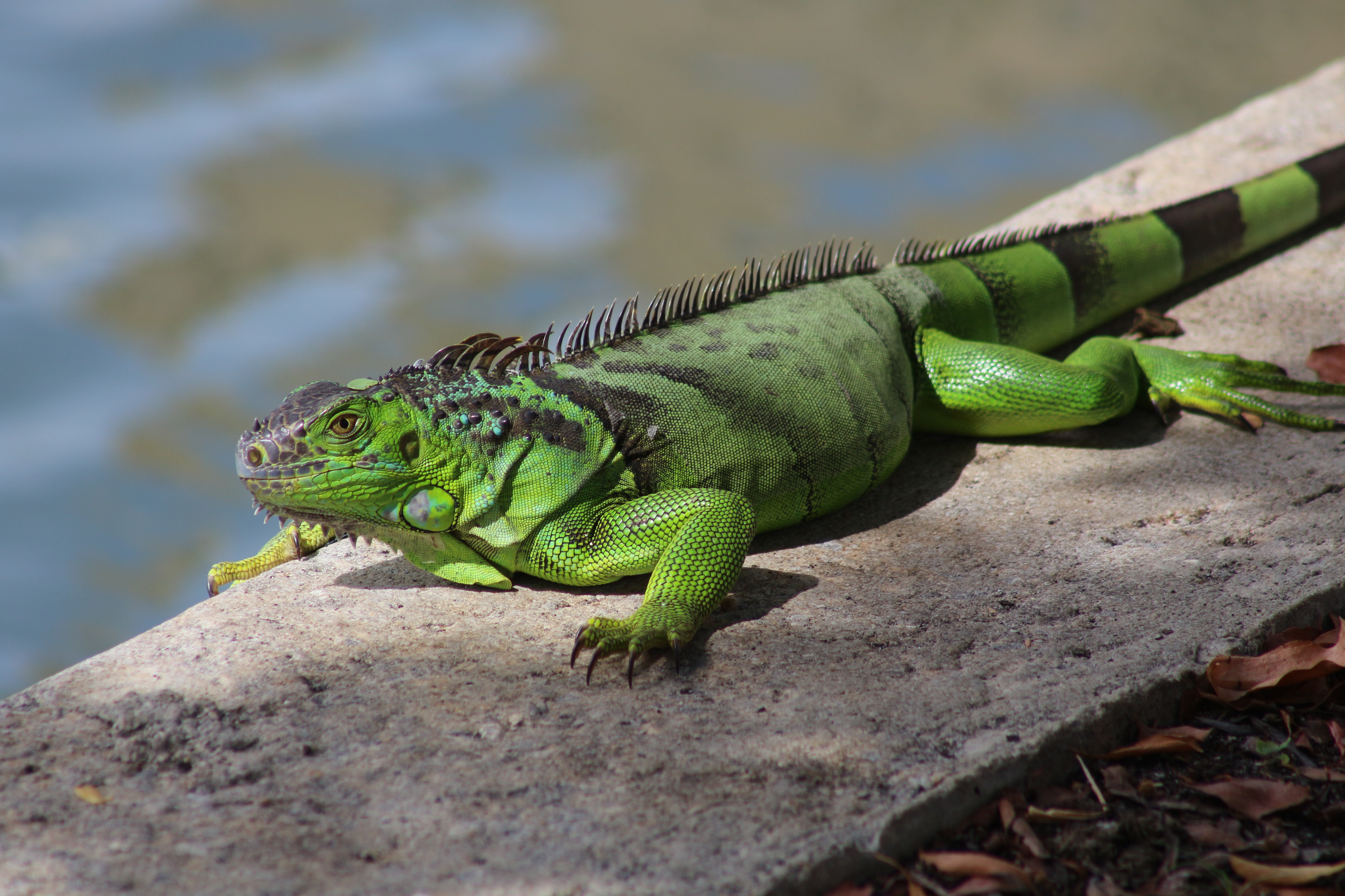 File:Green Iguana Florida.jpg - Wikimedia Commons