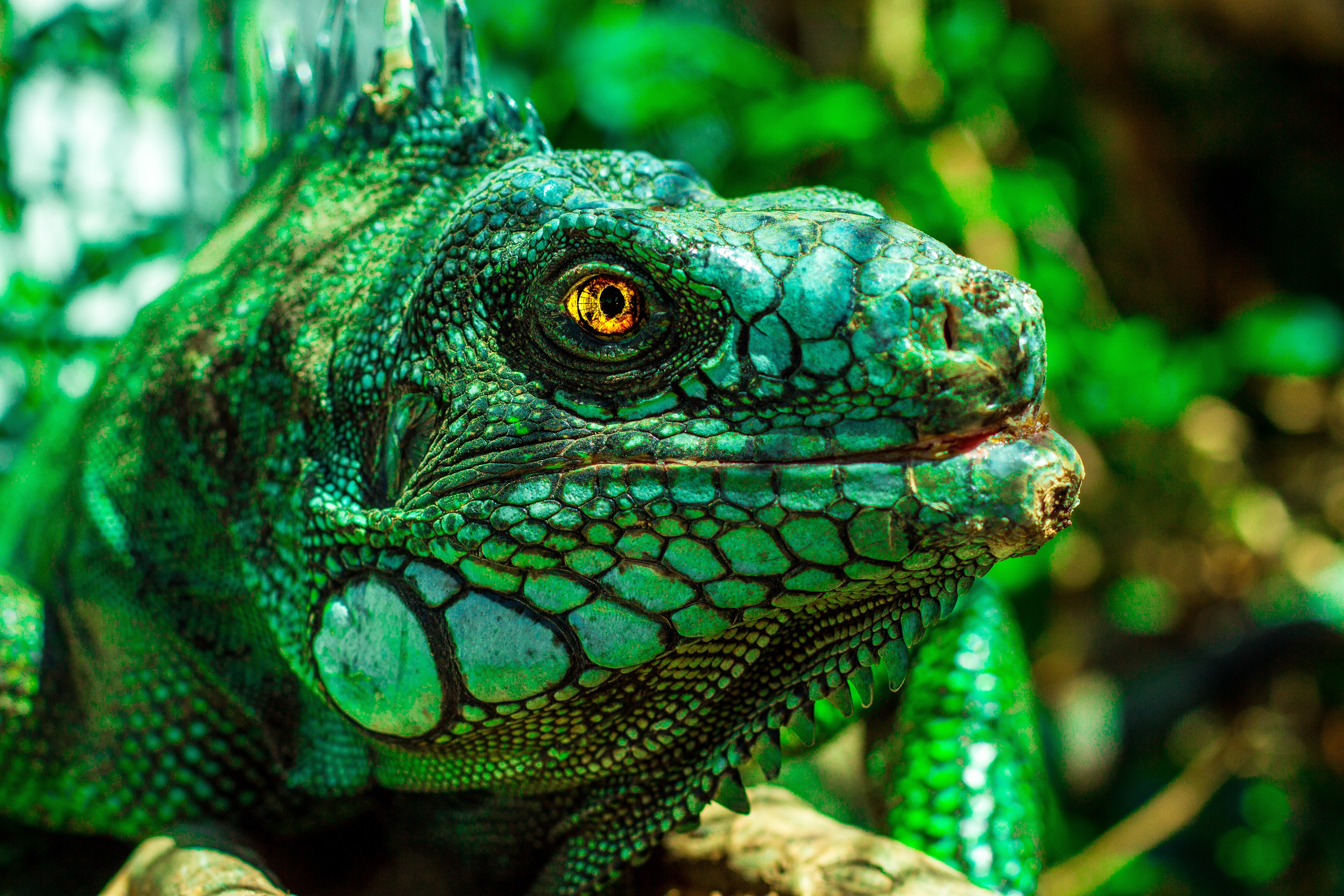 File:Green Iguana iguana head.jpg - Wikimedia Commons