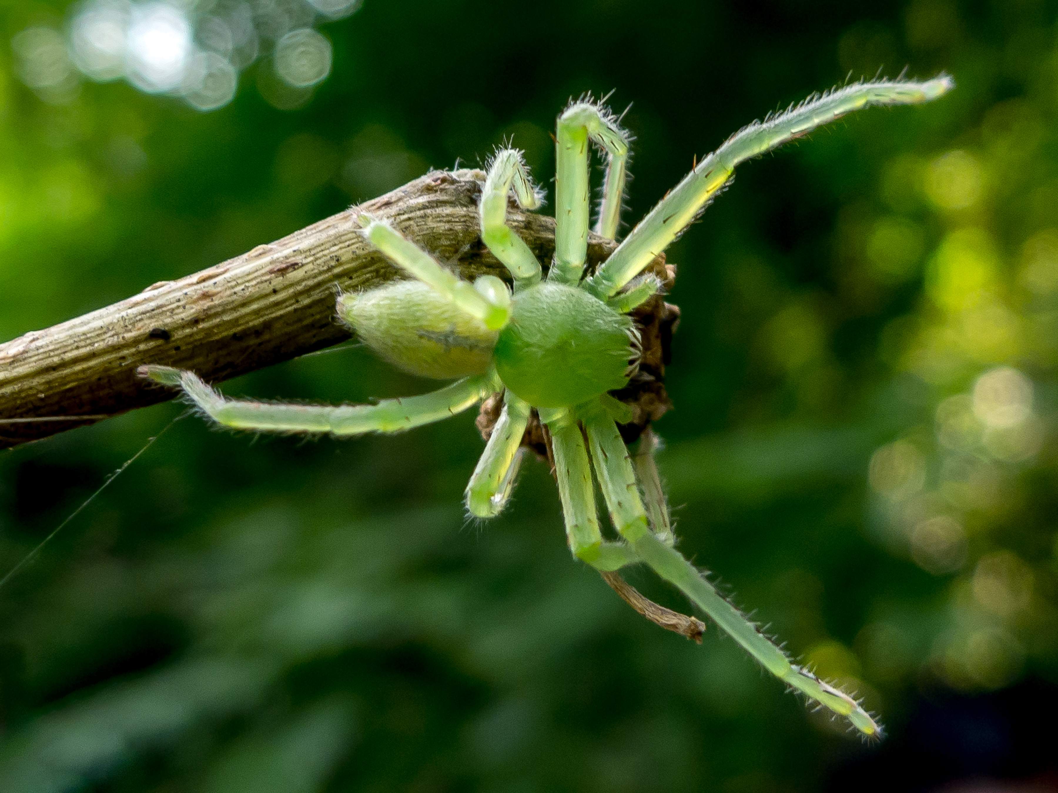 Green indian spider photo