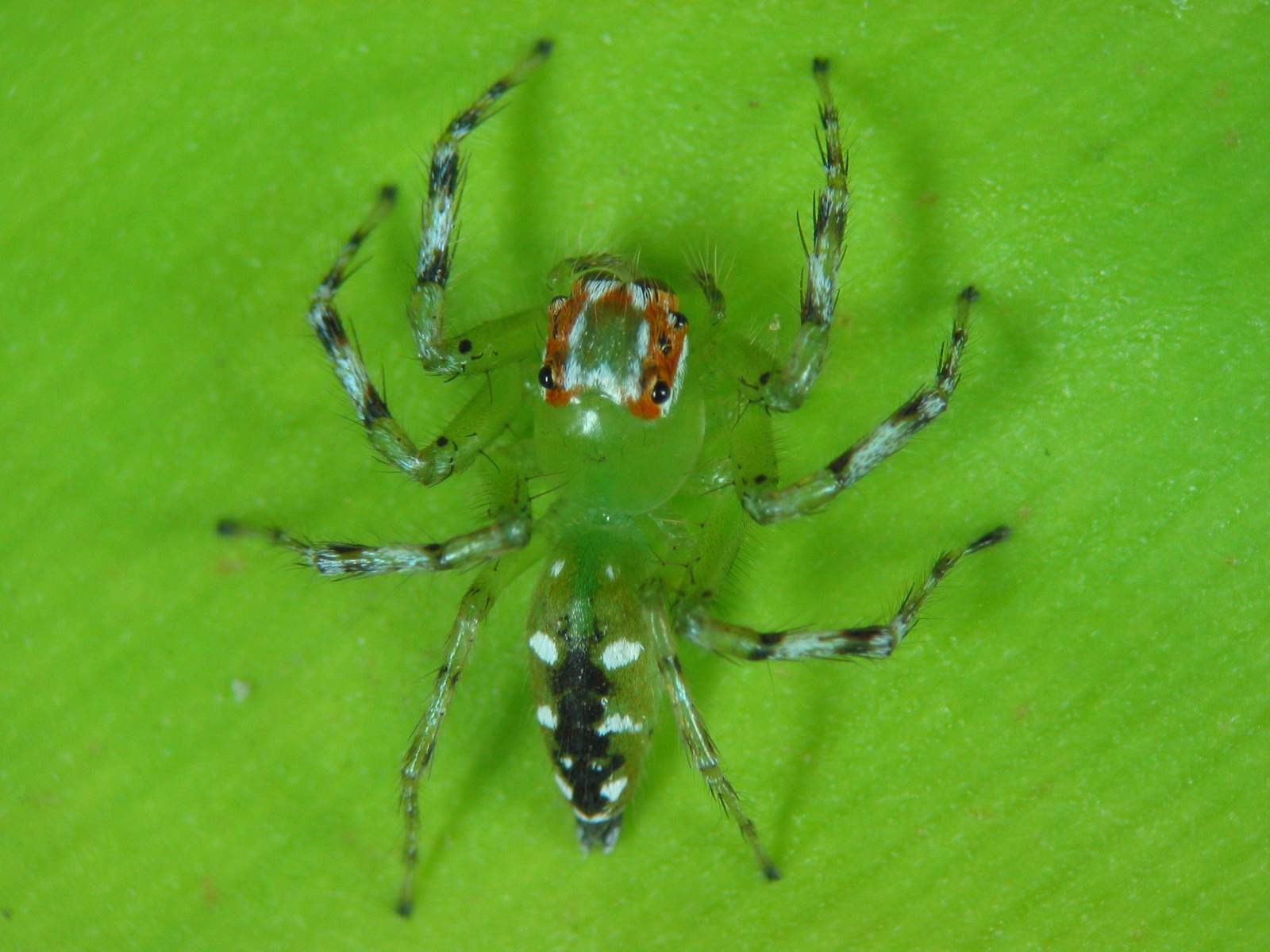 Jumping spiders of India