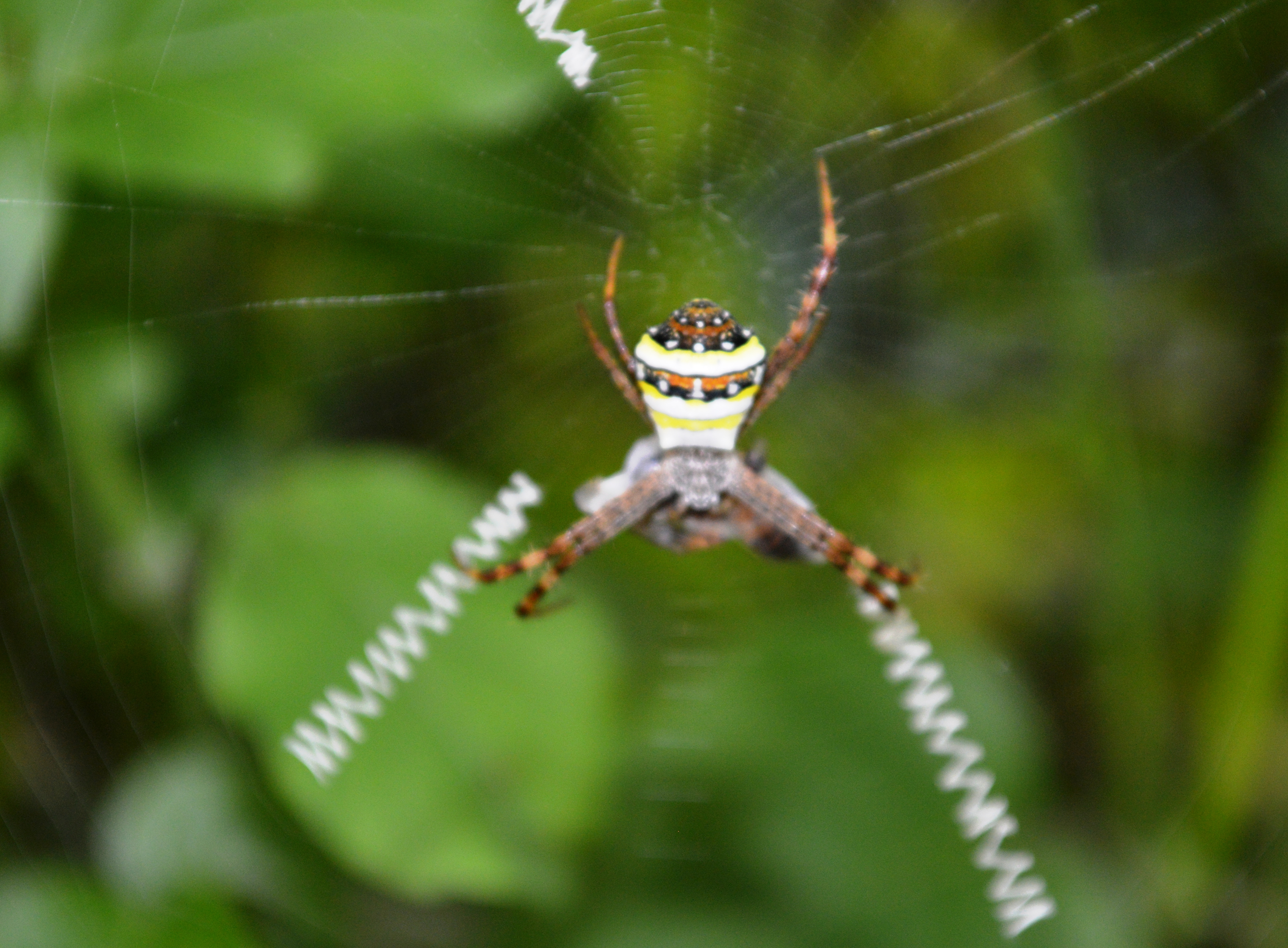 File:Indian spider.jpg - Wikimedia Commons