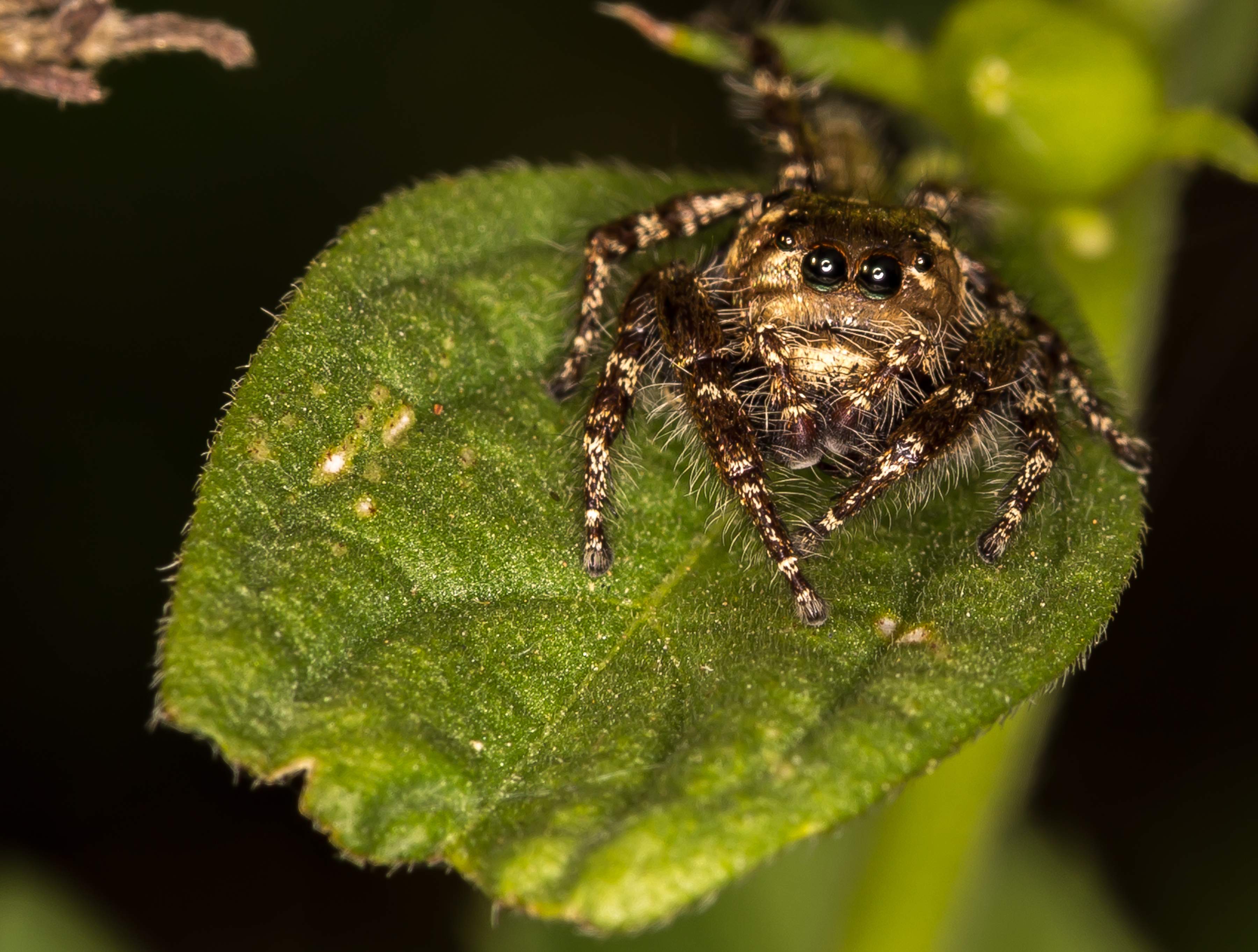 World wild web: A cluster of new species of spiders in India