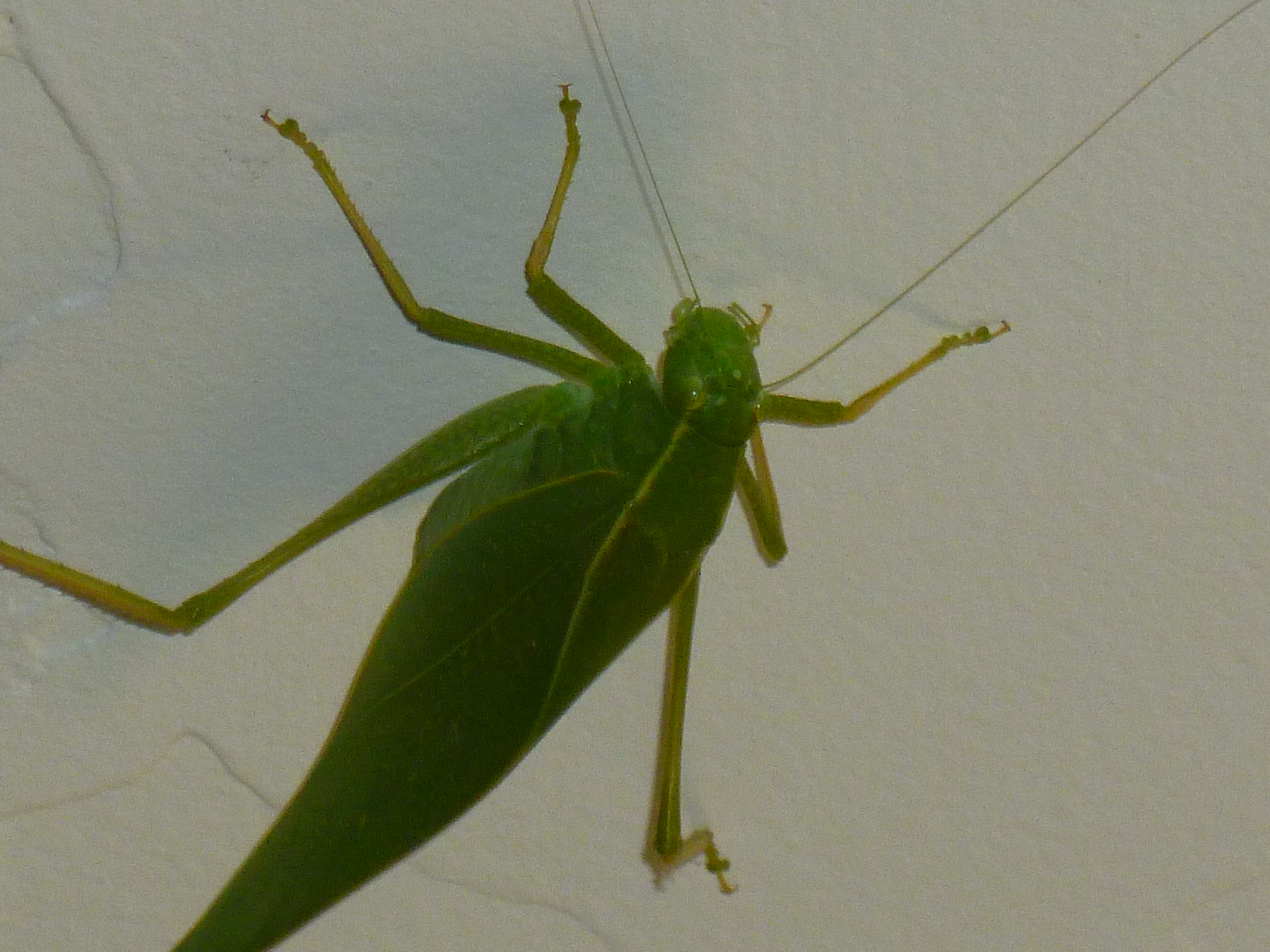 What insect looks like a green leaf? – true katydids – leaf bugs ...