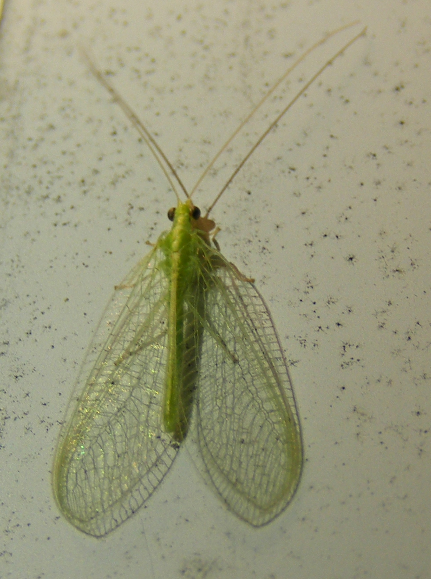 Random Insect: Green lacewing | The Life of Your Time