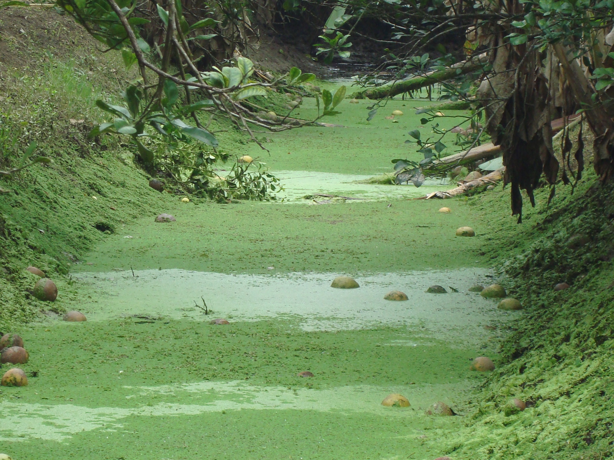 Green irrigation ditch photo