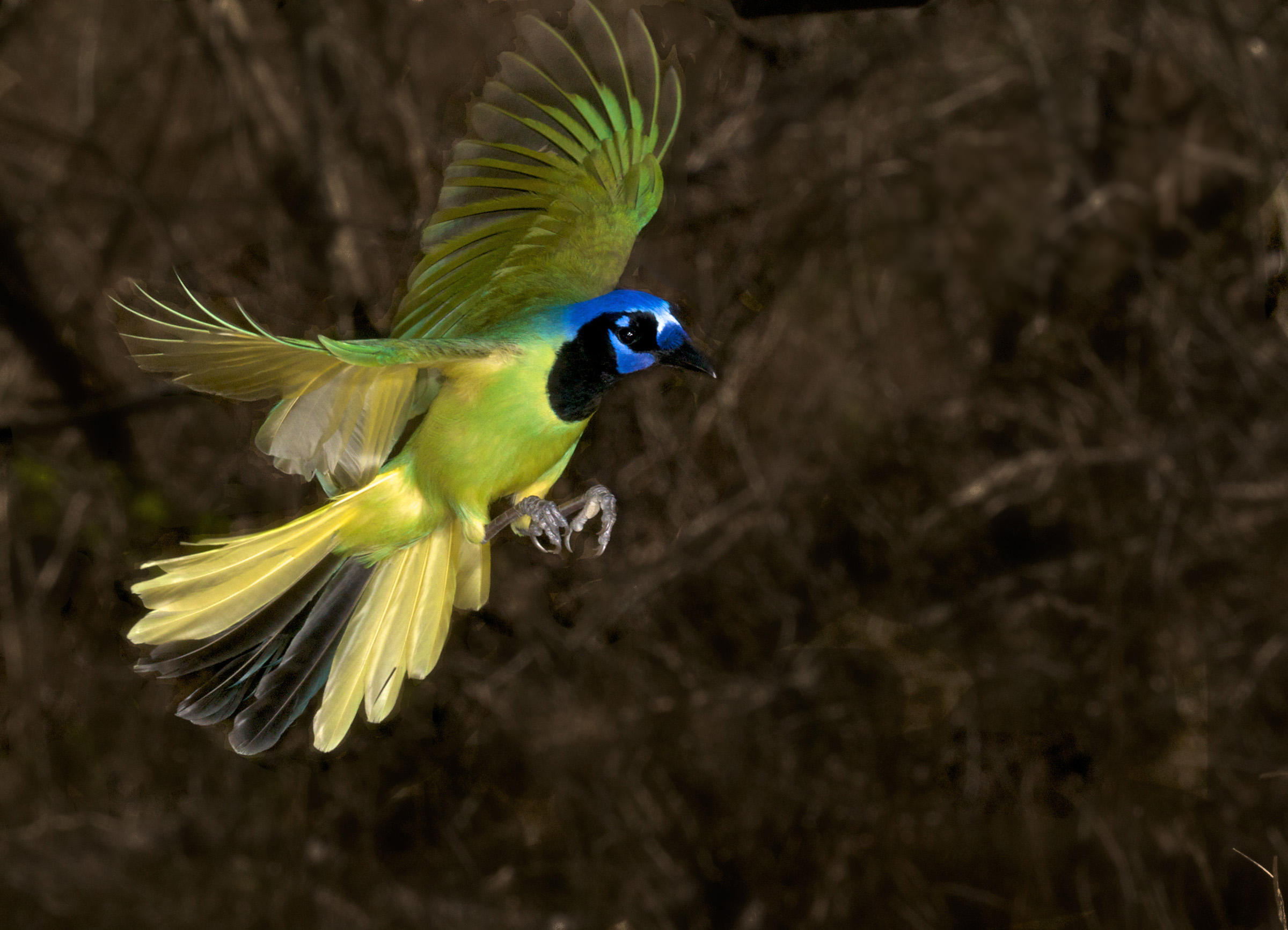 Green Jay | Audubon Field Guide