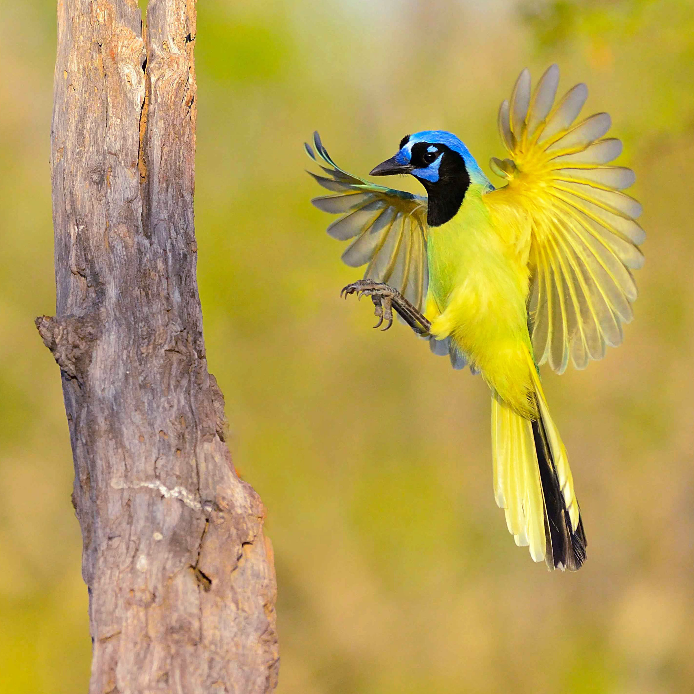 6 Other Birds (Beyond the Bunting) That Make People Go Nuts | Audubon