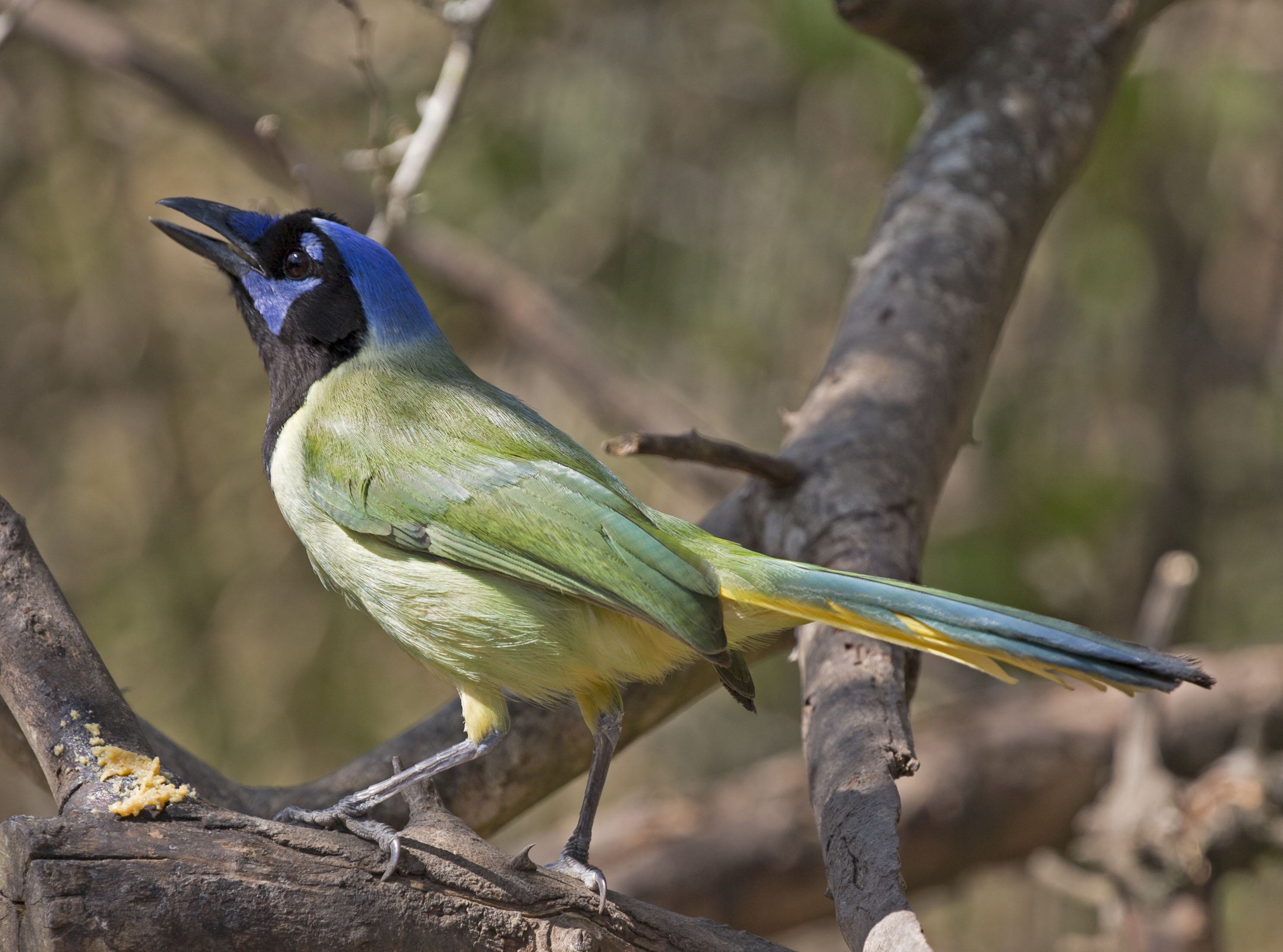 Pictures and information on Green Jay