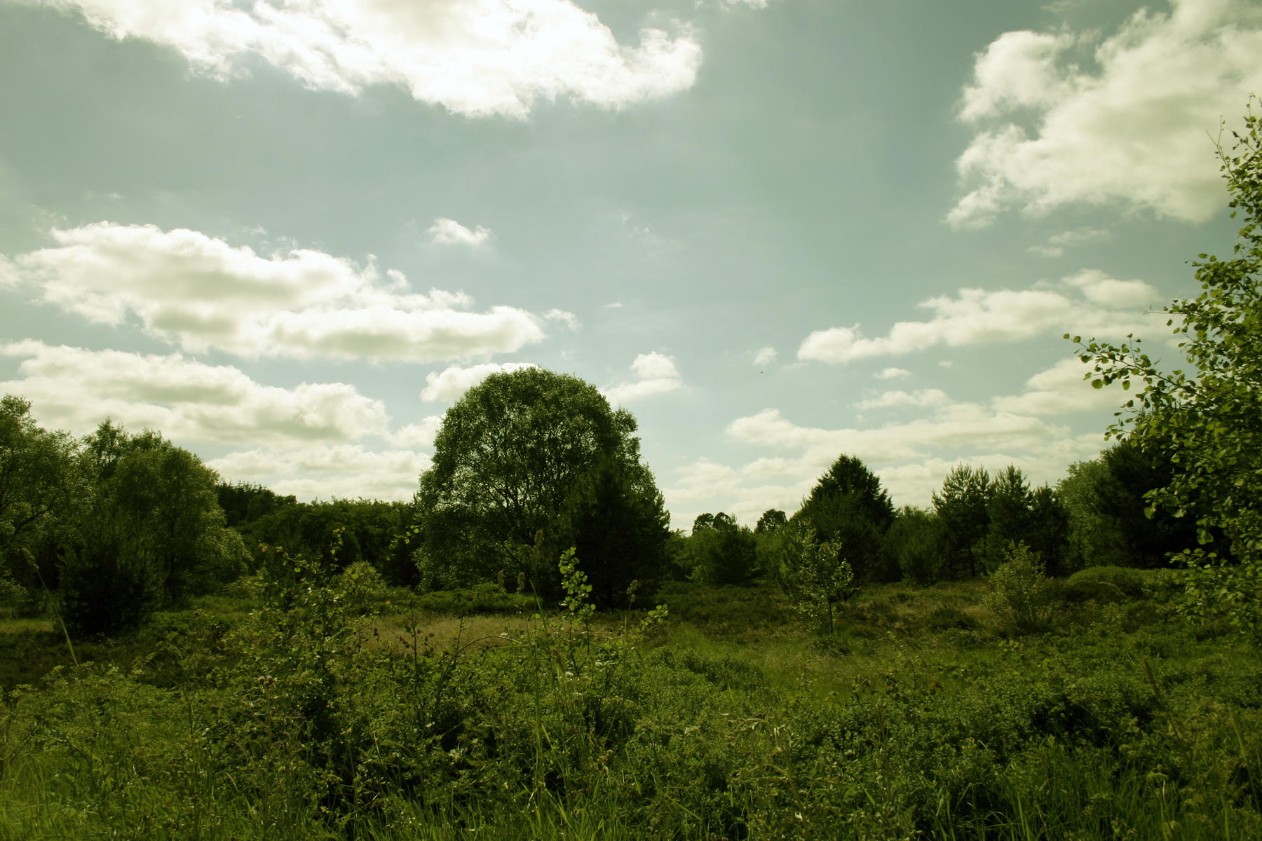 Green landscape photo