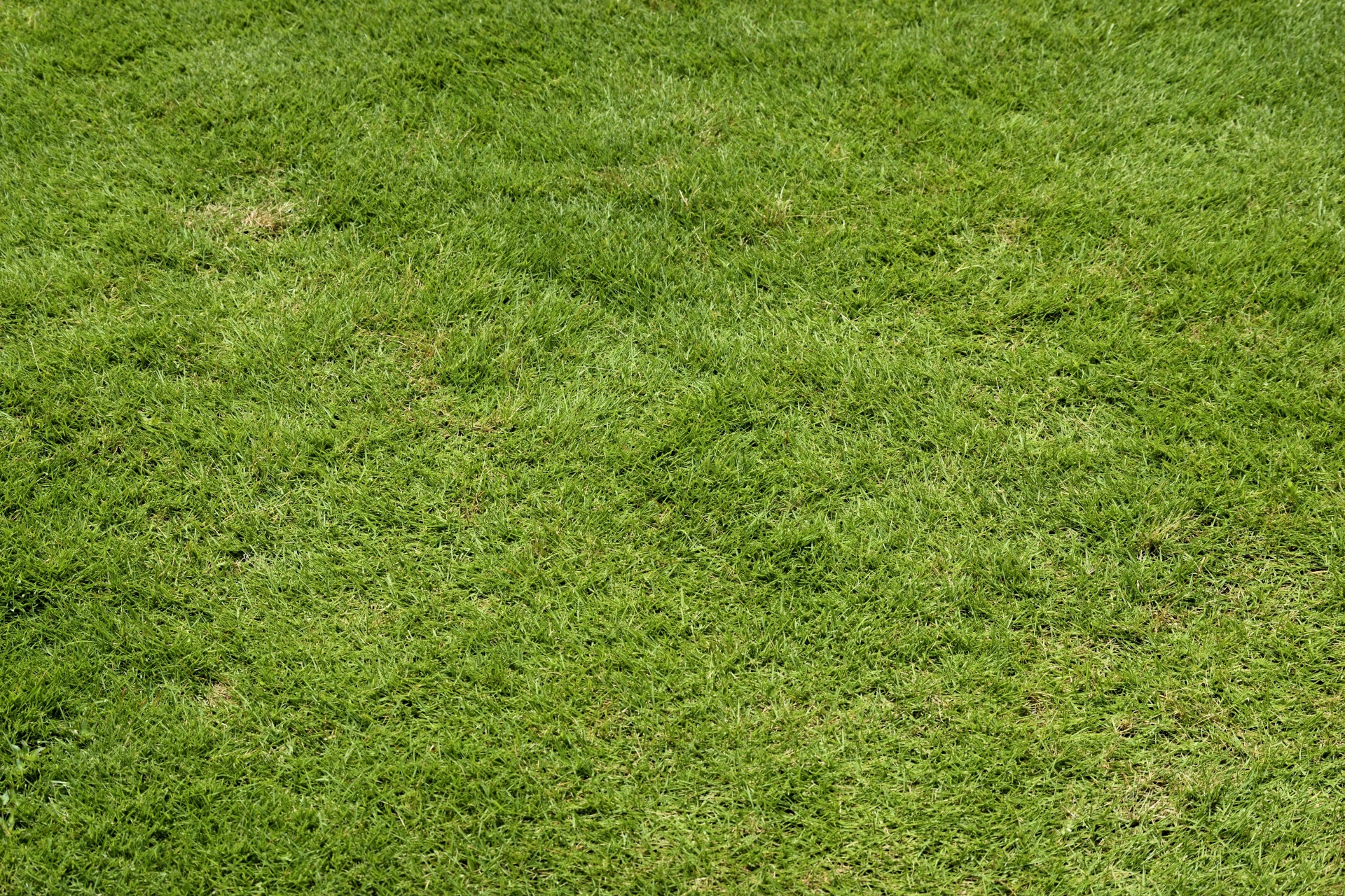 Green Lawn Grass Background Free Stock Photo - Public Domain Pictures