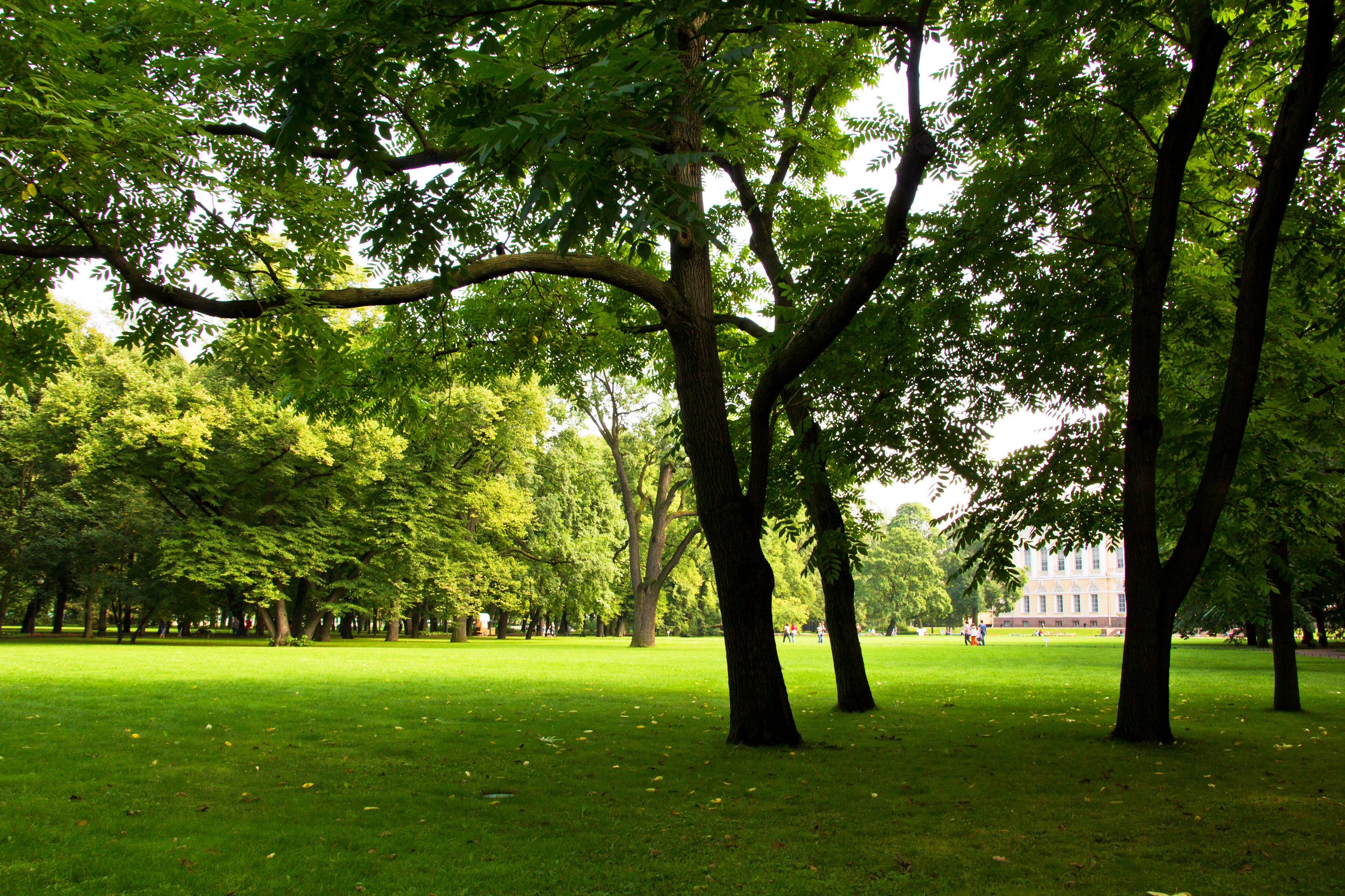 Green lawn in the park photo