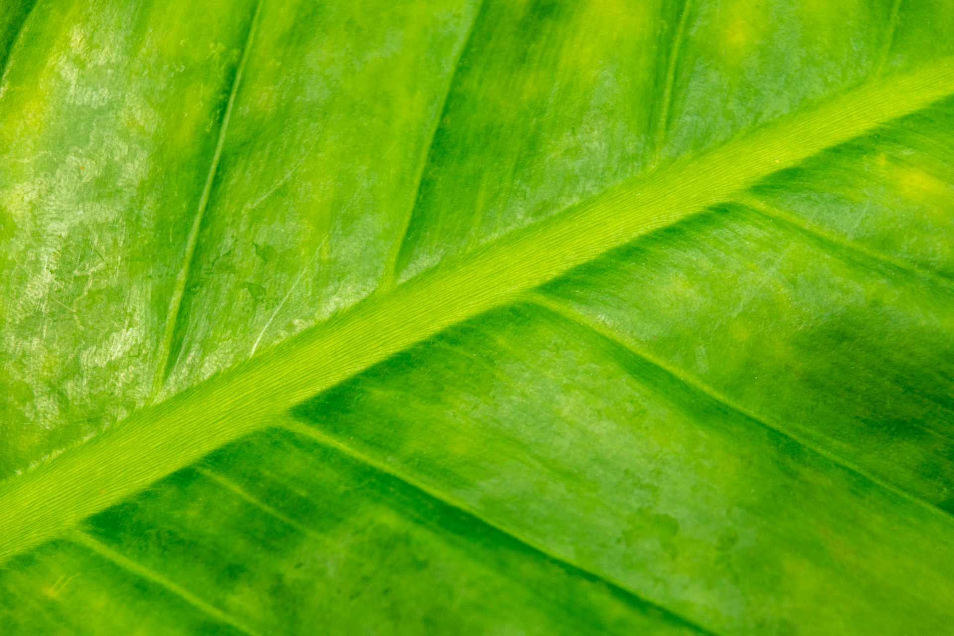 Green Leaf Detail Free Stock Photo - Public Domain Pictures