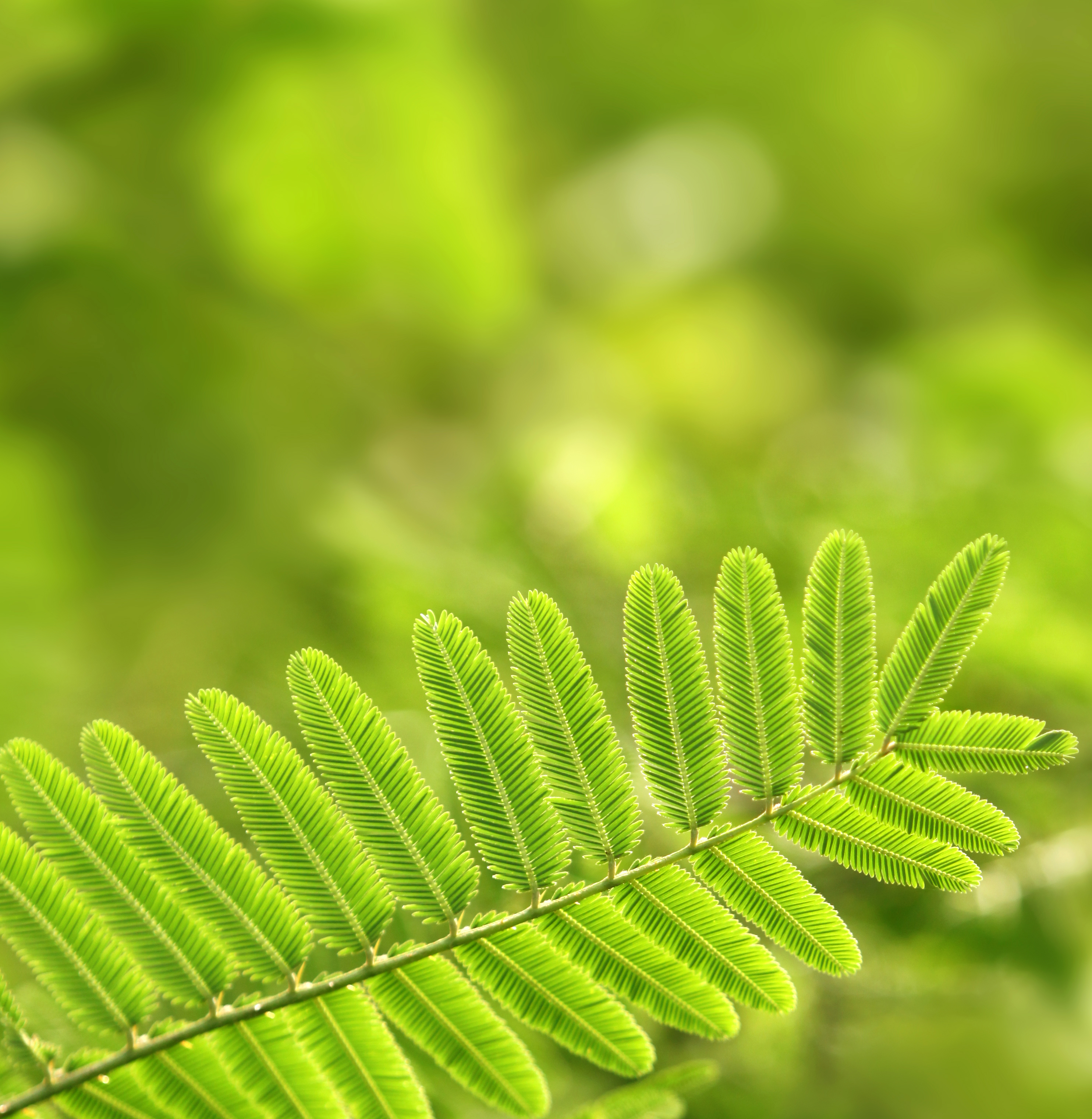 Green leaf, Arteries, Light, Macro, Natural, HQ Photo