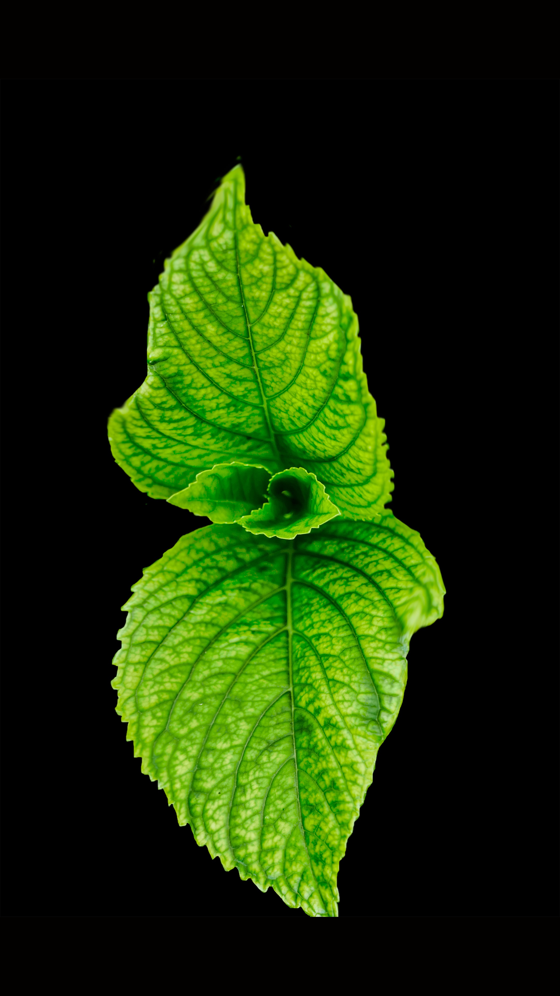 Green leaf photo