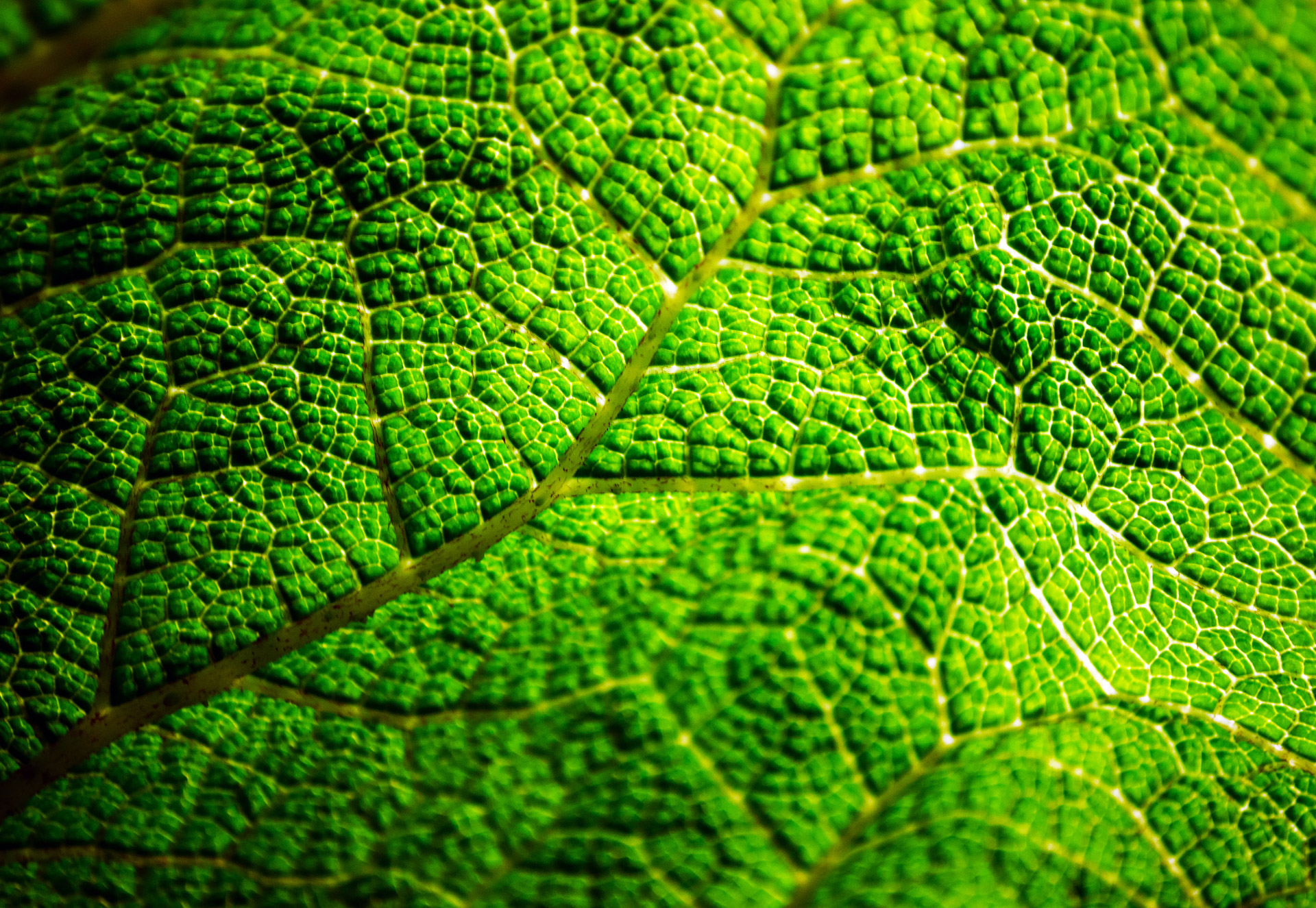 Green leaf. 