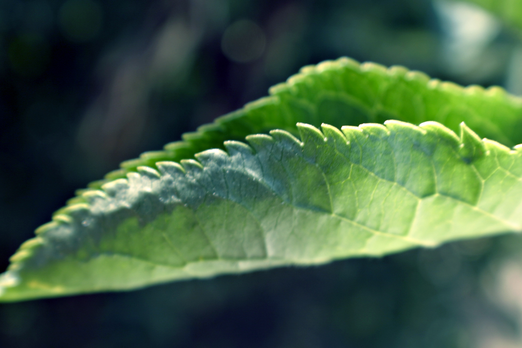 Green leaf, Green, Leaf, Plant, Summer, HQ Photo