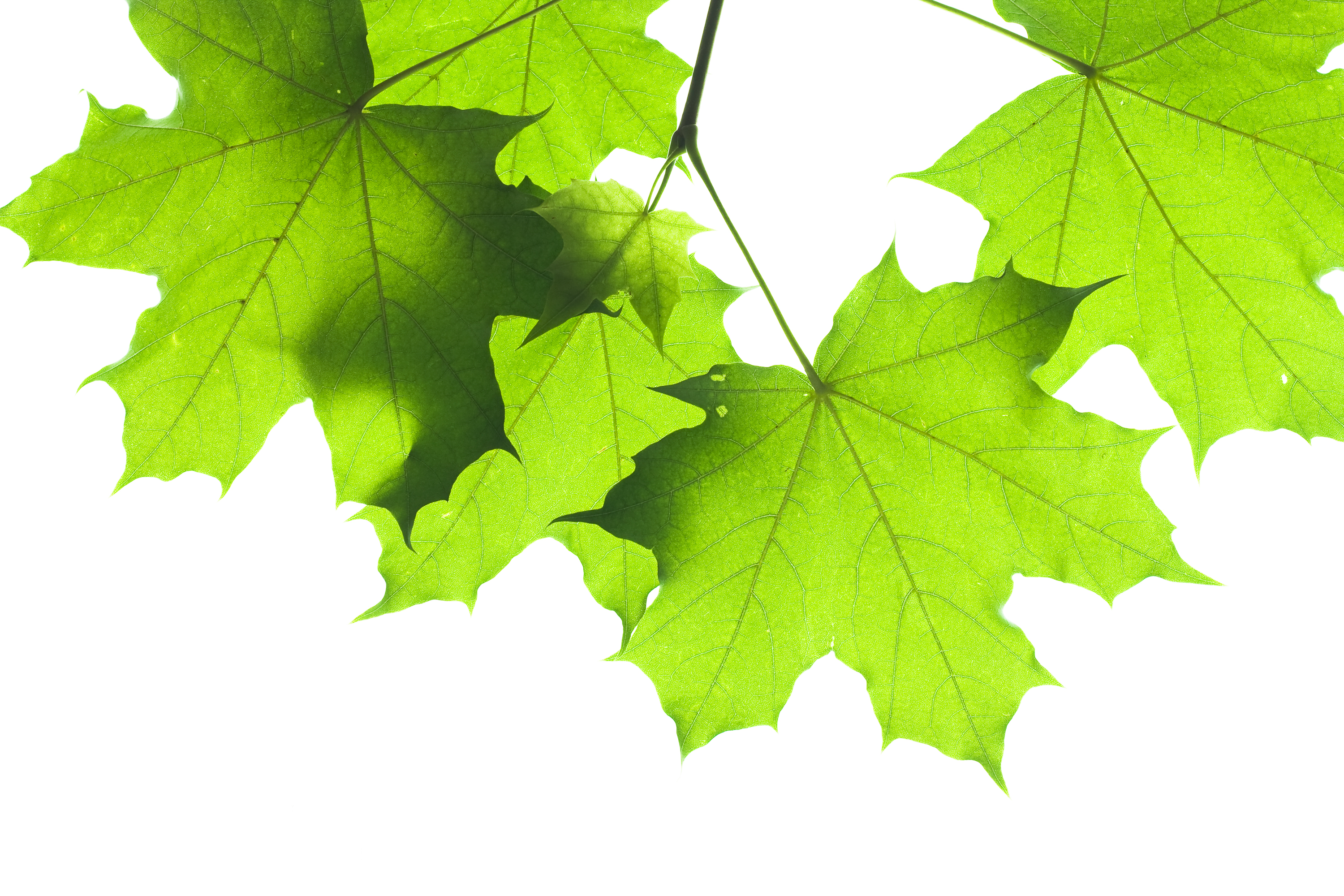 Green leaf photo
