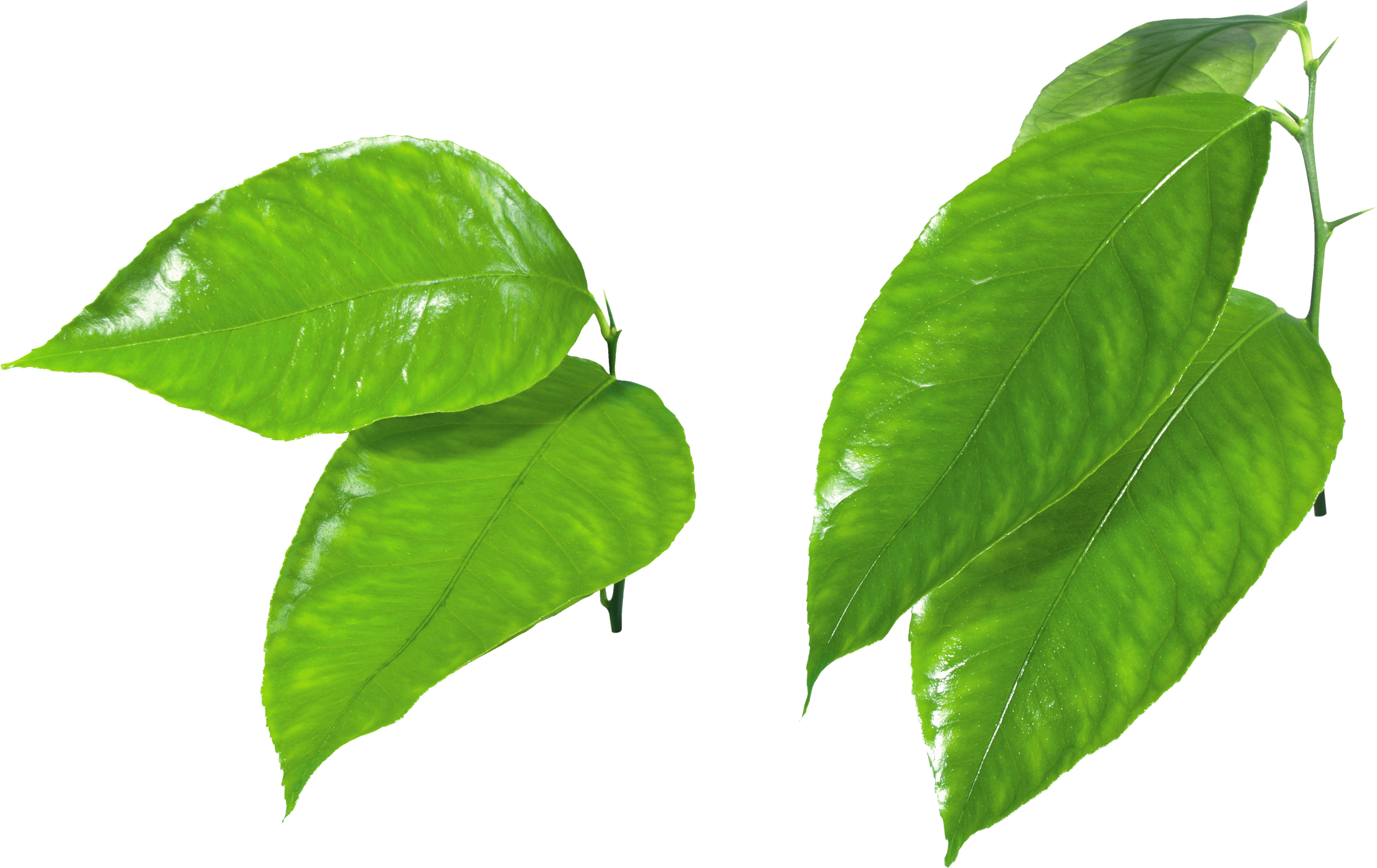 Green Leaves Transparent PNG File | Web Icons PNG