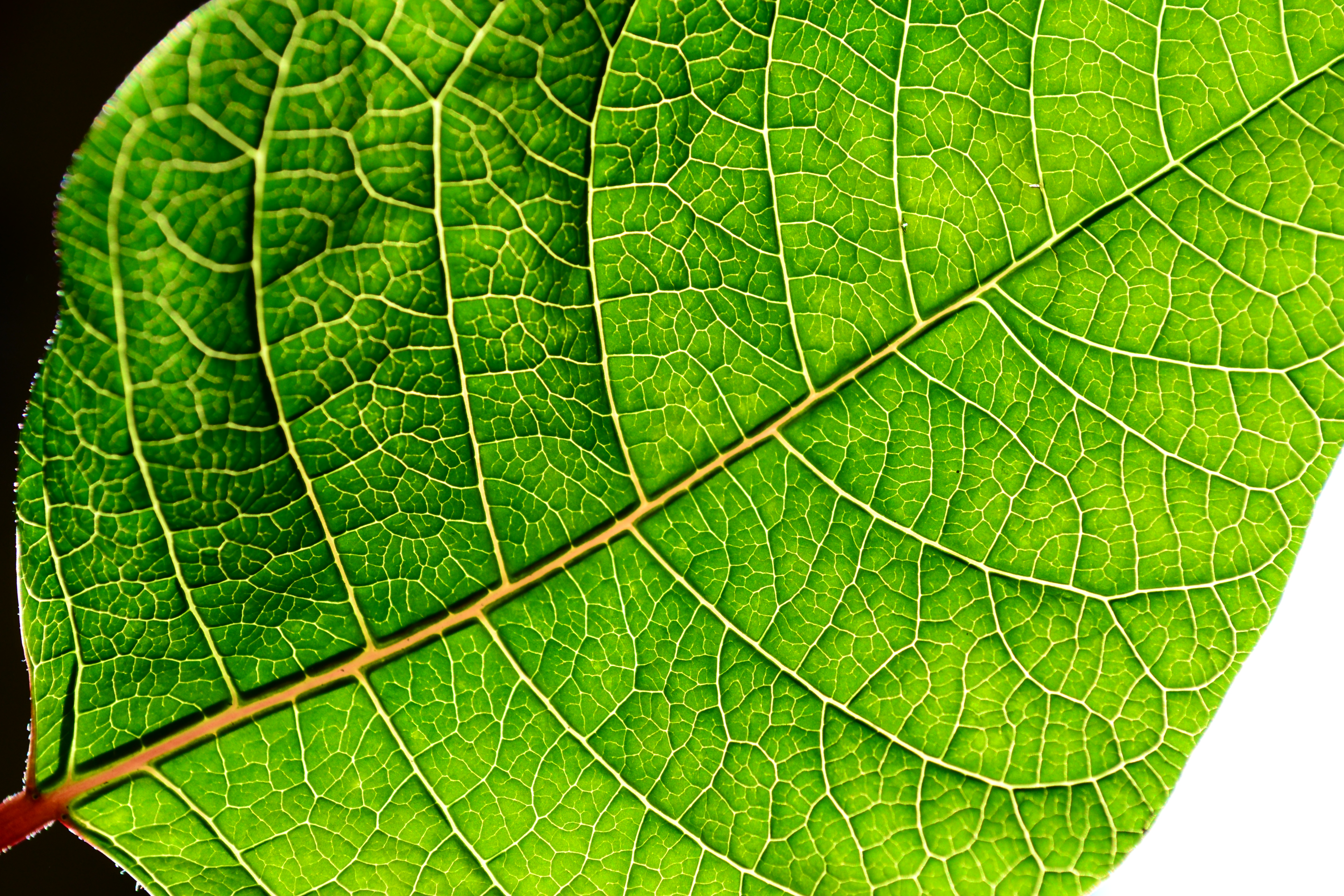 File:Backlit green poinsettia leaf.jpg - Wikimedia Commons
