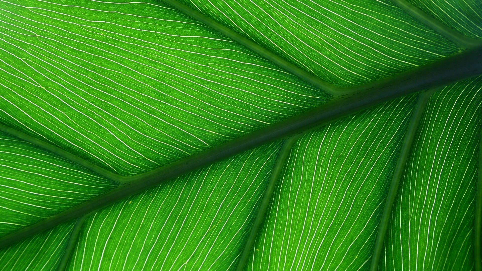 Free photo: Green Leaf Close Up - Closeup, Green, Leaf - Free Download