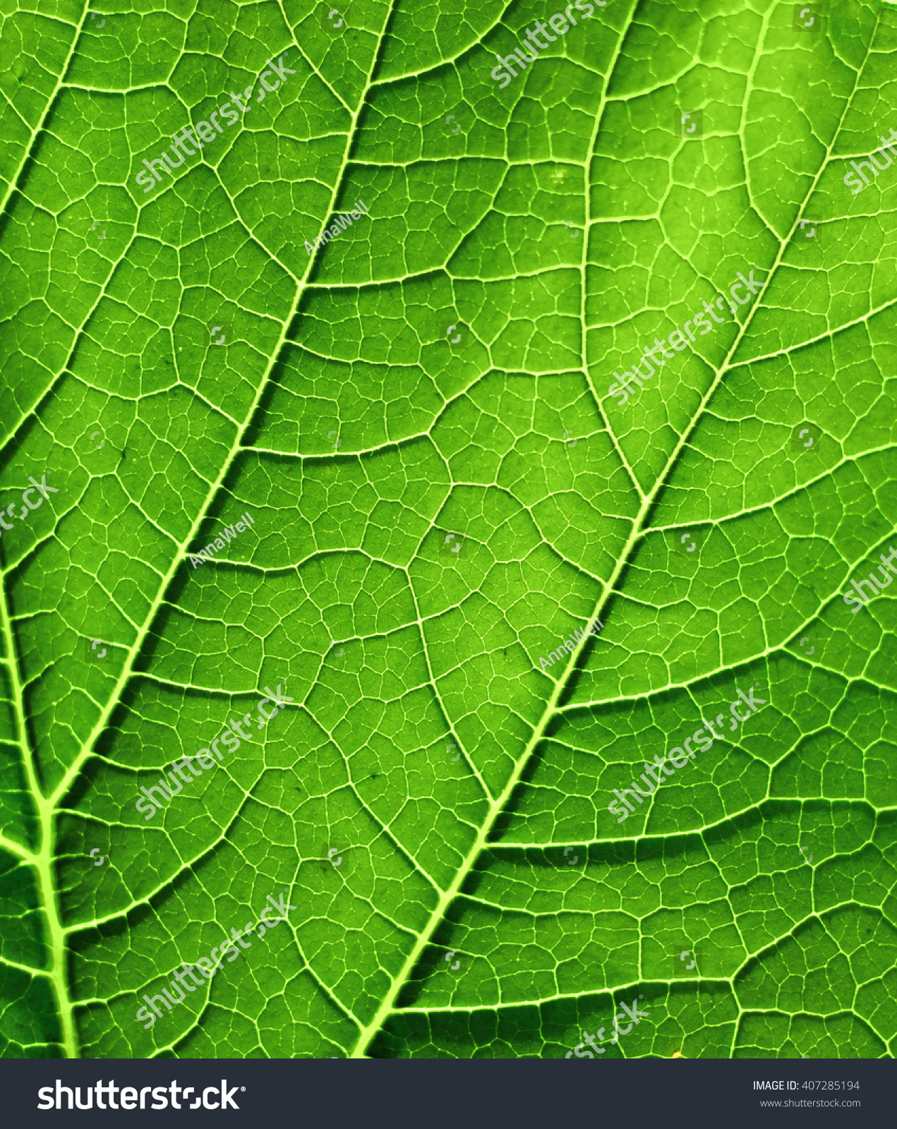 Green Leaf Closeup Stock Photo 407285194 - Shutterstock