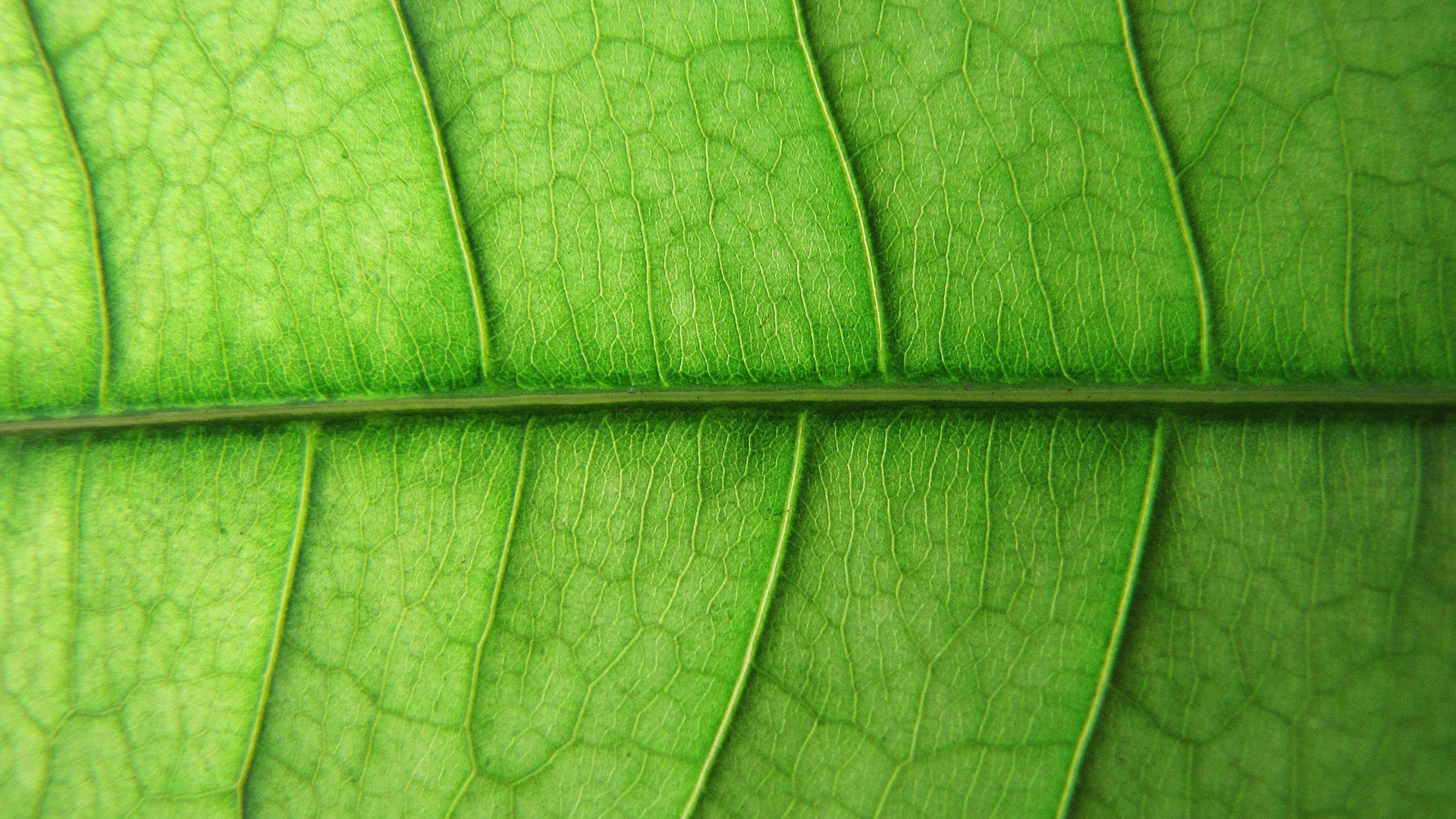 Green Leaf Close Up HD Wallpaper | 1920x1080 | ID:46726 ...
