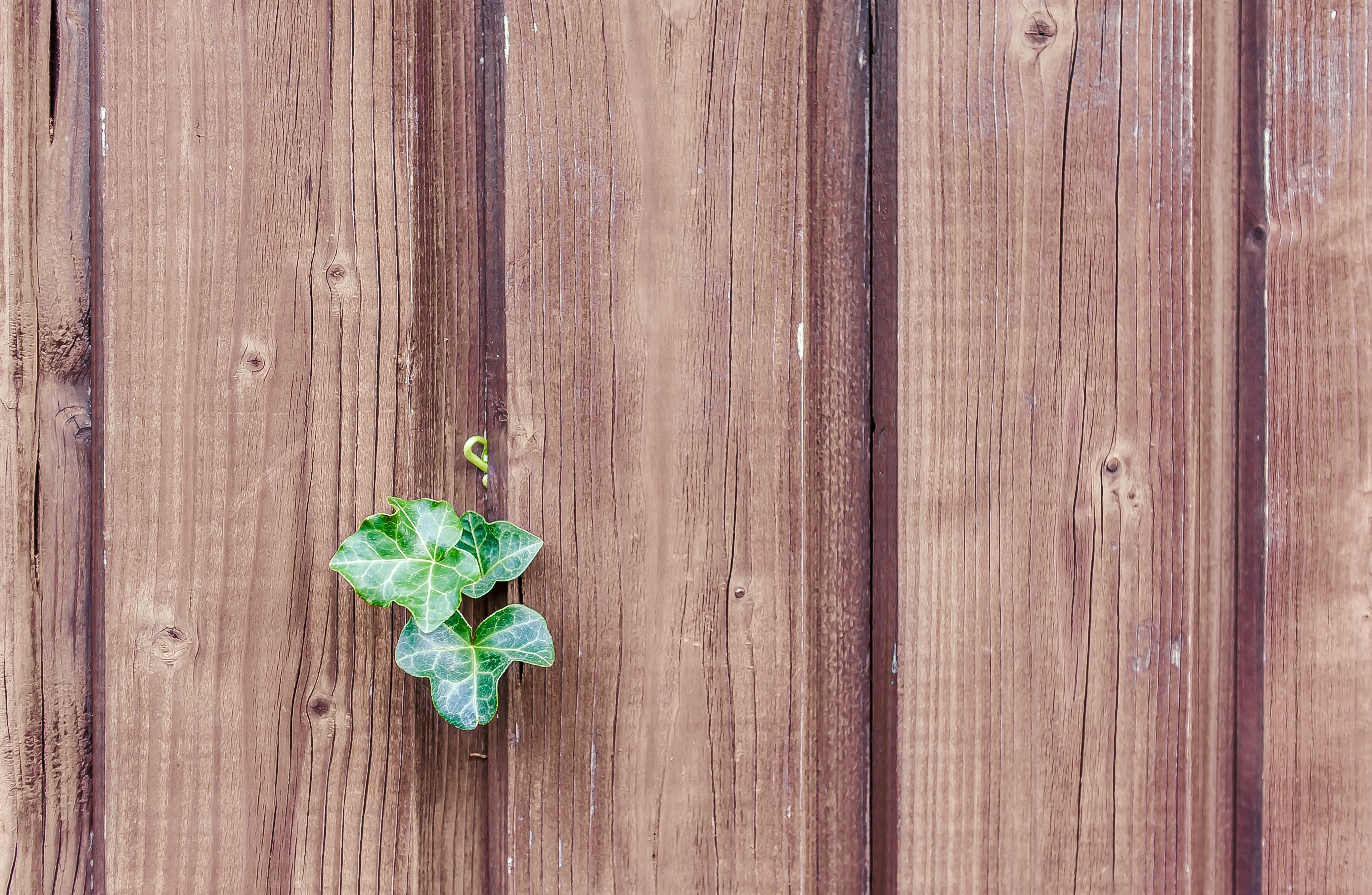 Green leaf on a brown fence photo