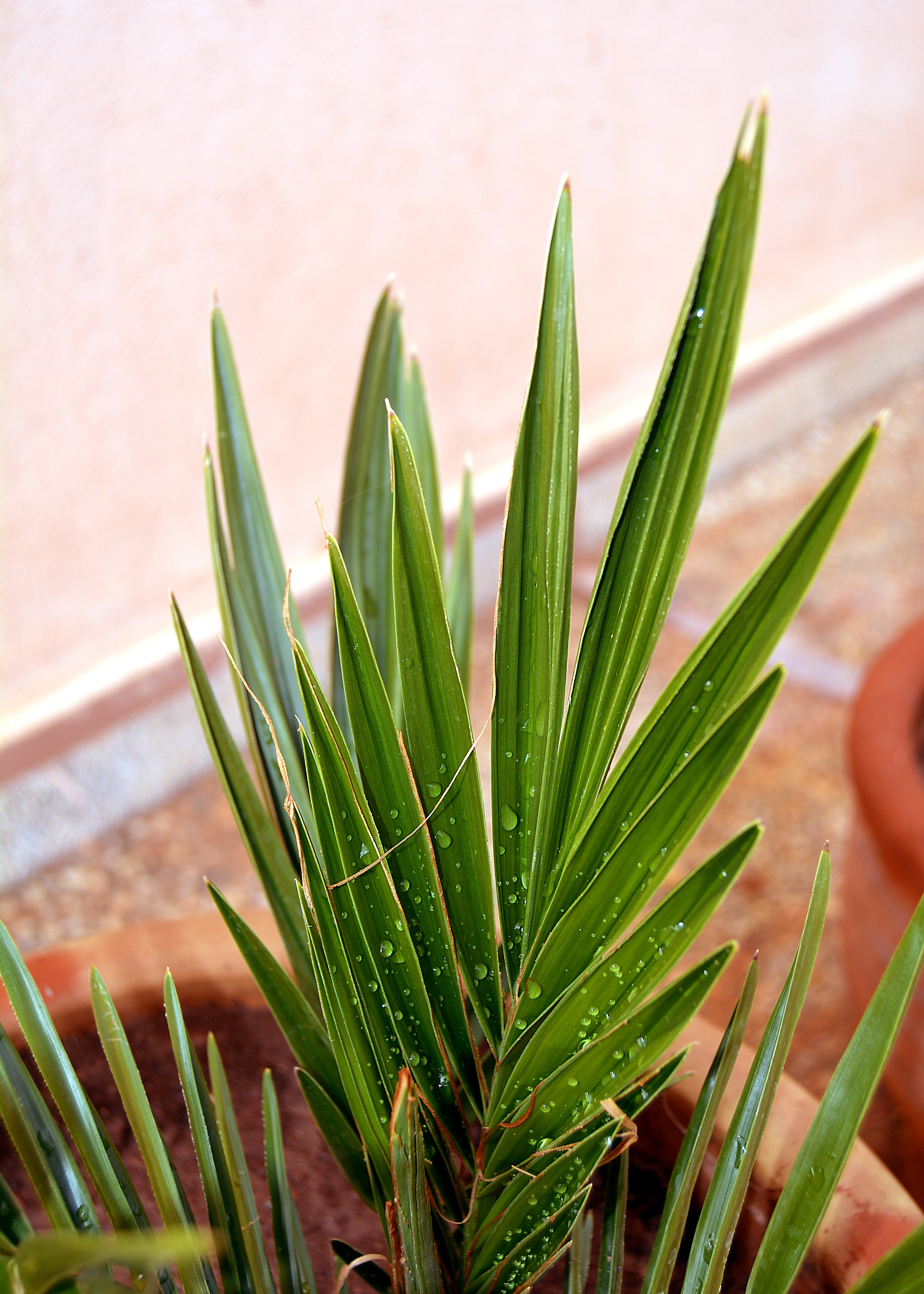 Green leaf palm plant photo