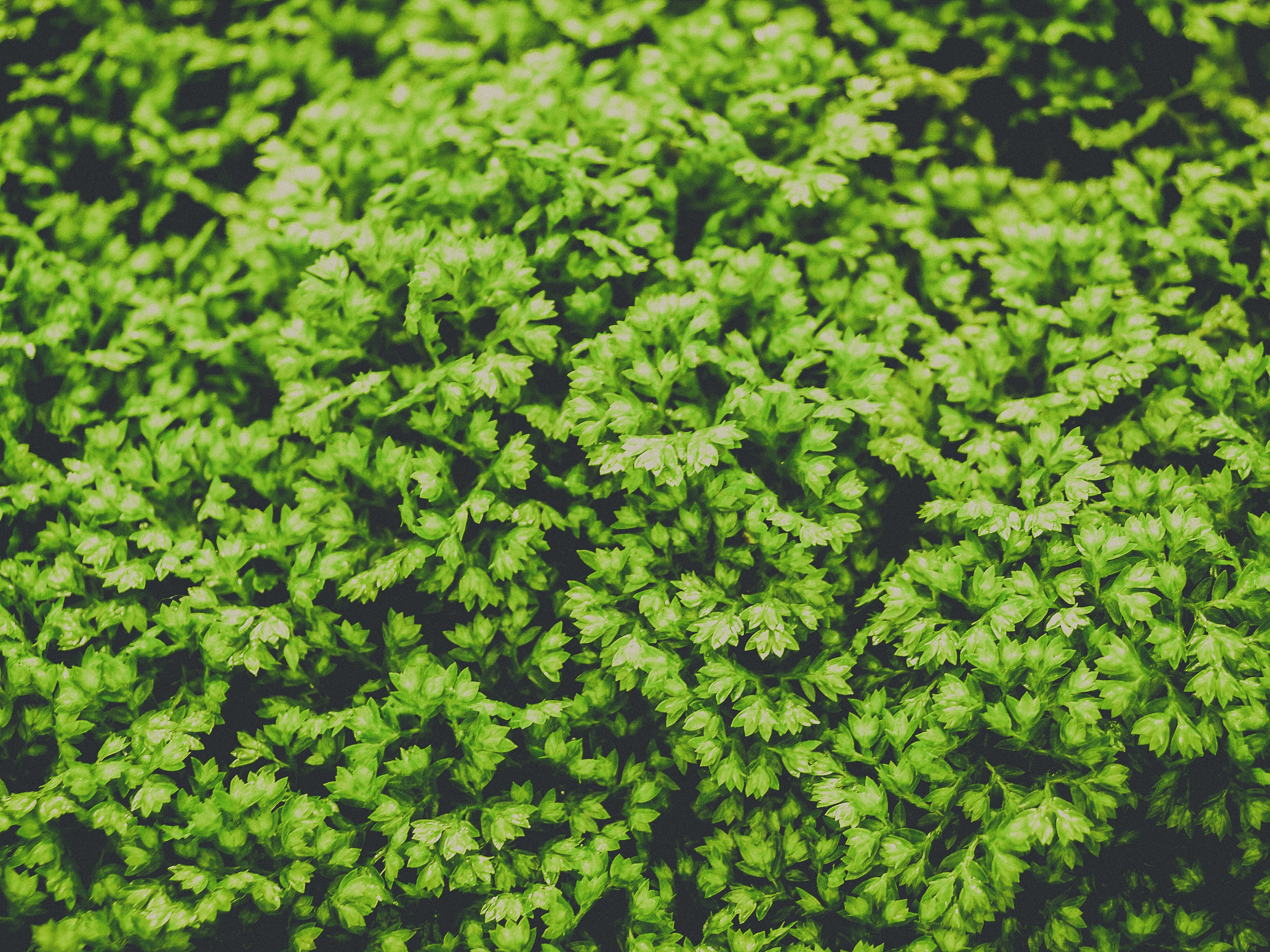 Green Leaf Plant, Background, Grow, Texture, Season, HQ Photo
