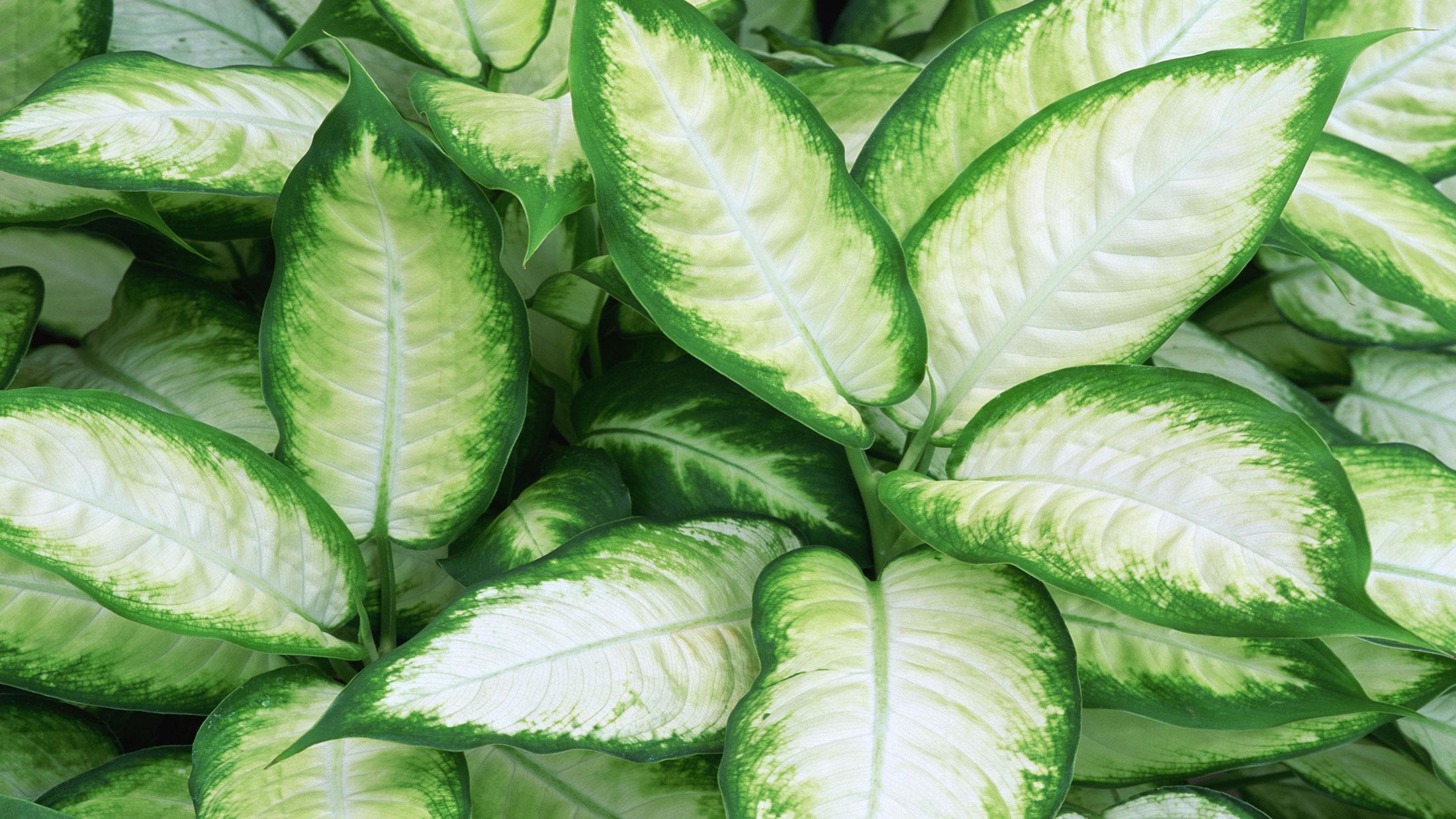 Homelife - Top 15 indoor plants