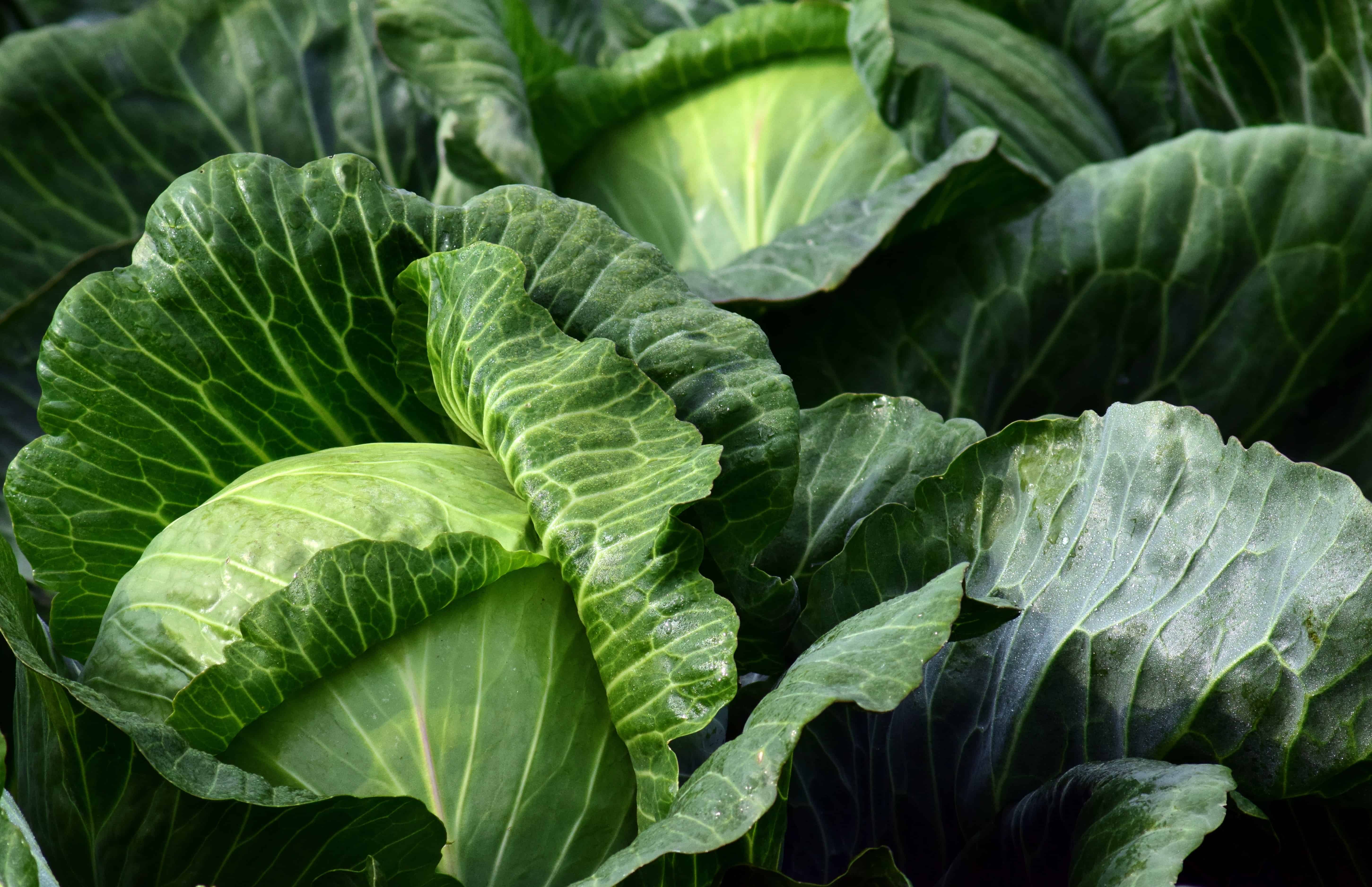 Free picture: green leaf, nature, vegetable, cabbage, flora, herb ...